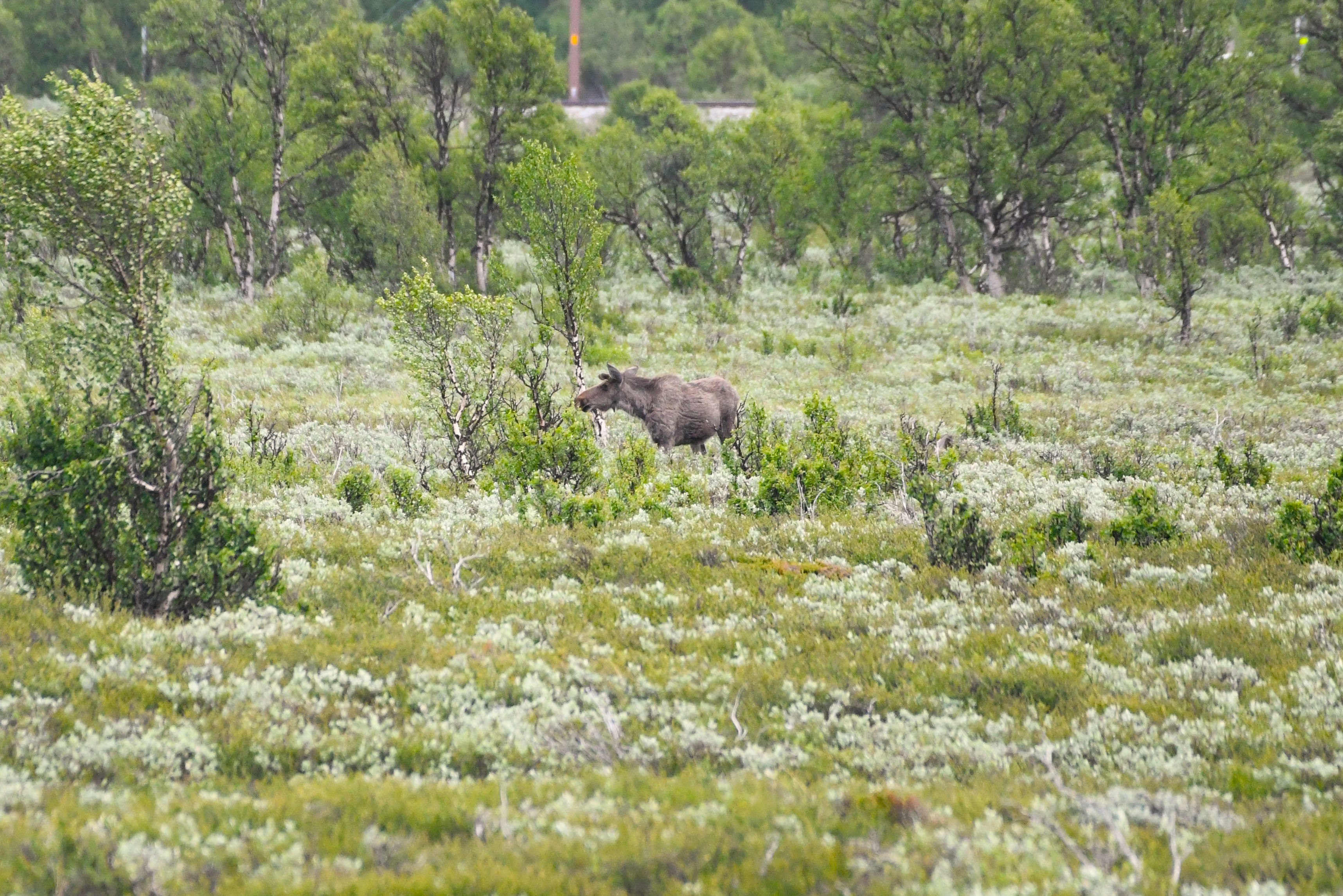 Eland.jpg
