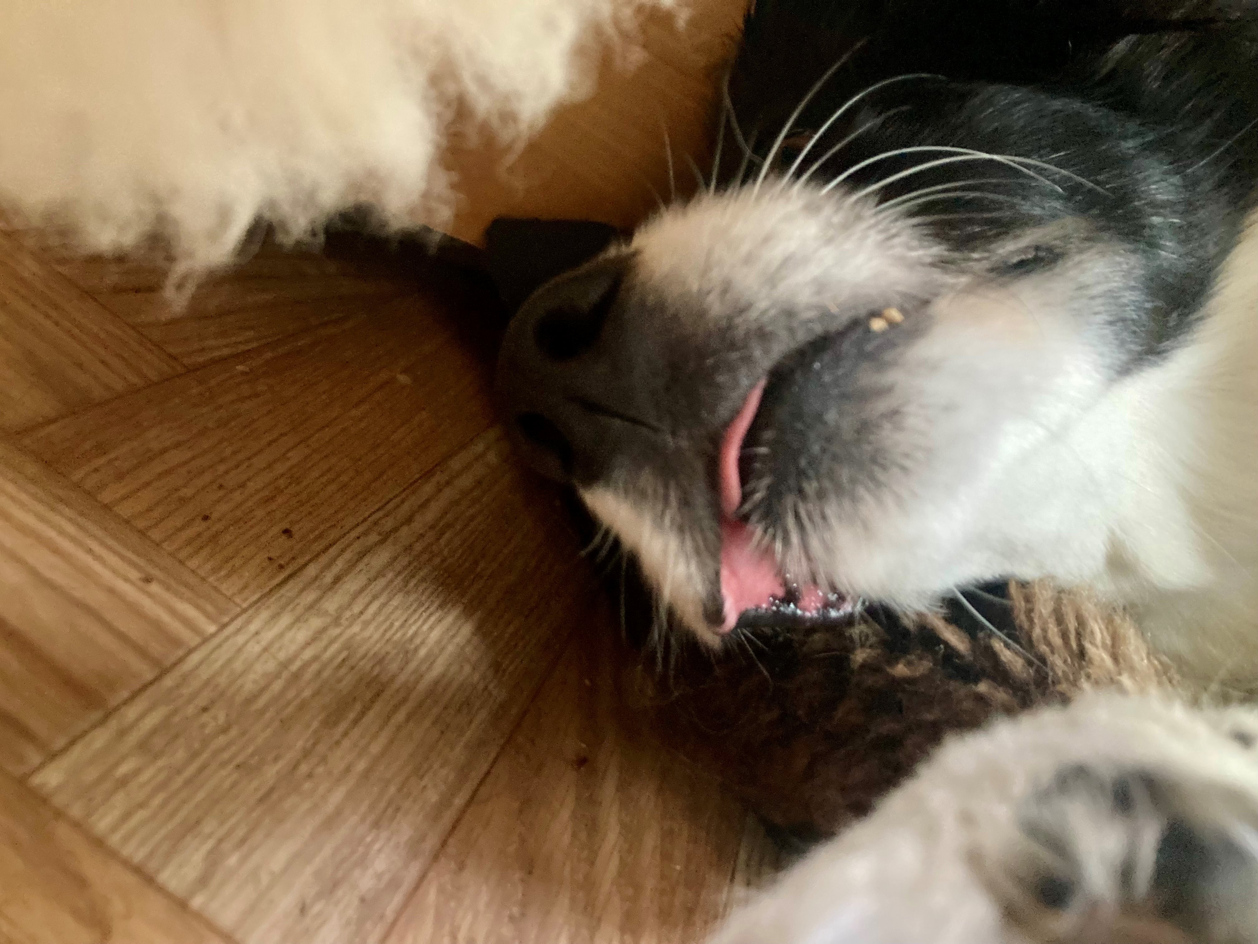 Marley KO.jpg