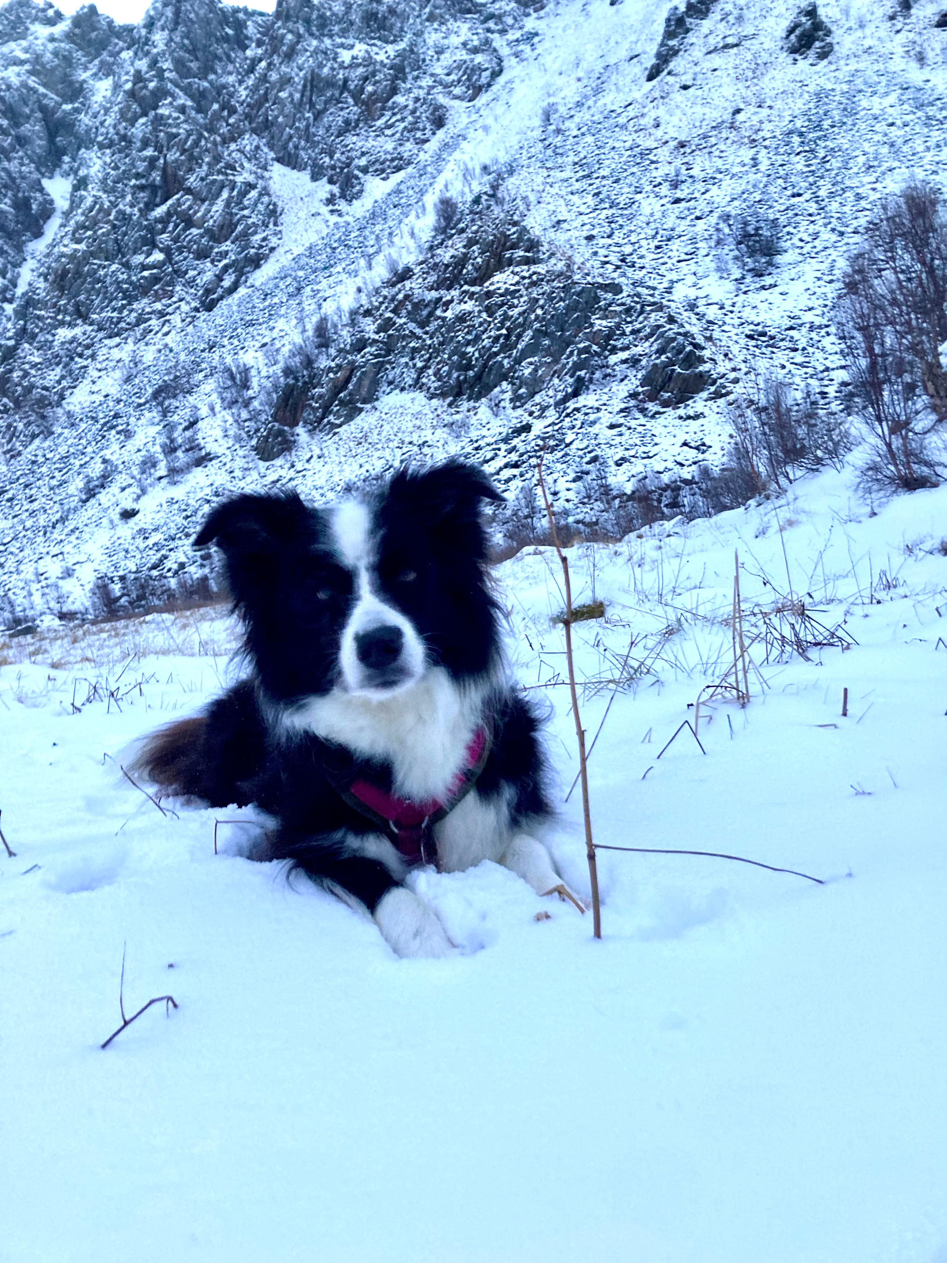 Marley in de sneeuw.jpg
