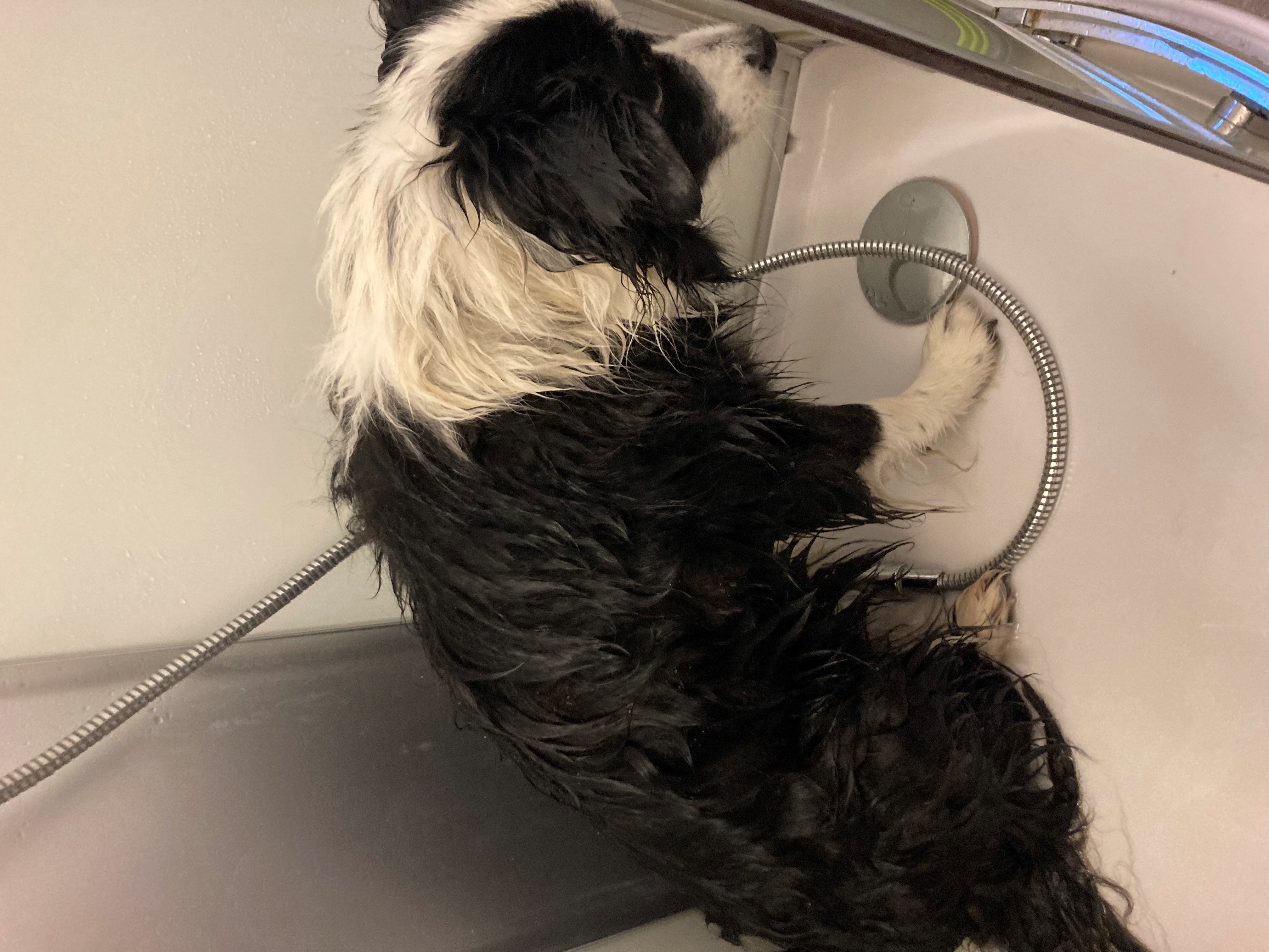 Marley in douche.jpg