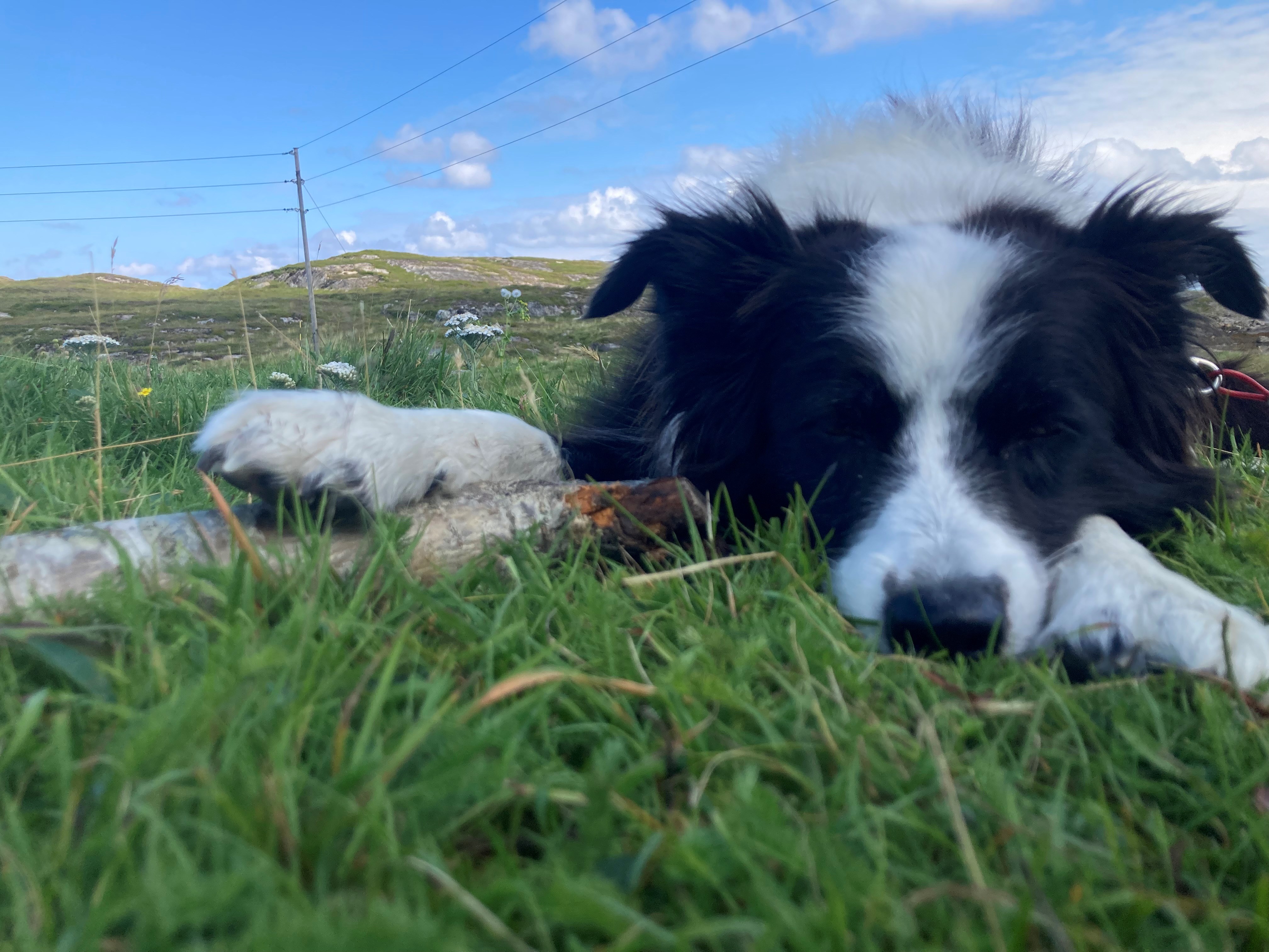 Marley knuffelt met stok.jpg