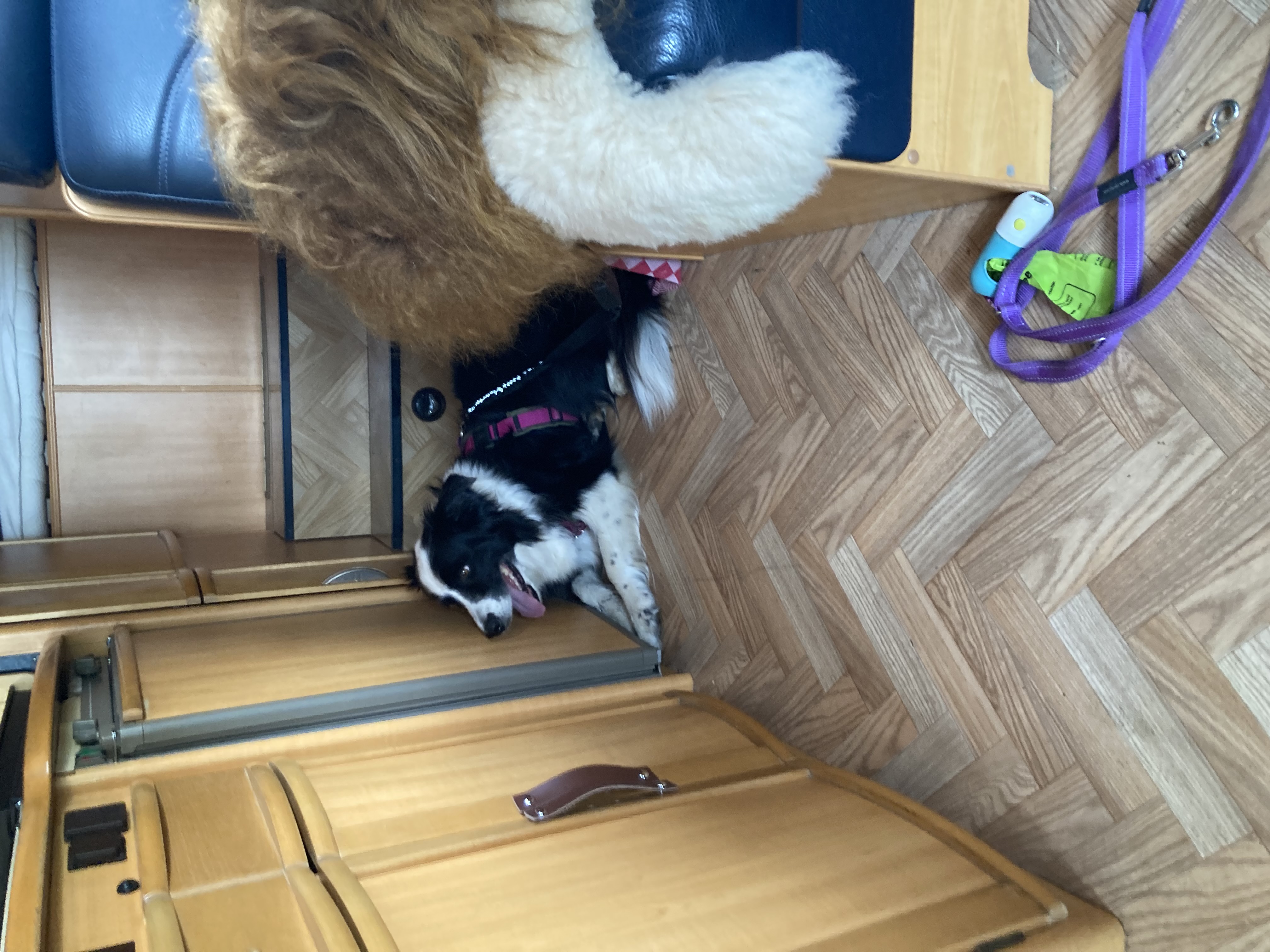 Marley met camper hoofd.jpg
