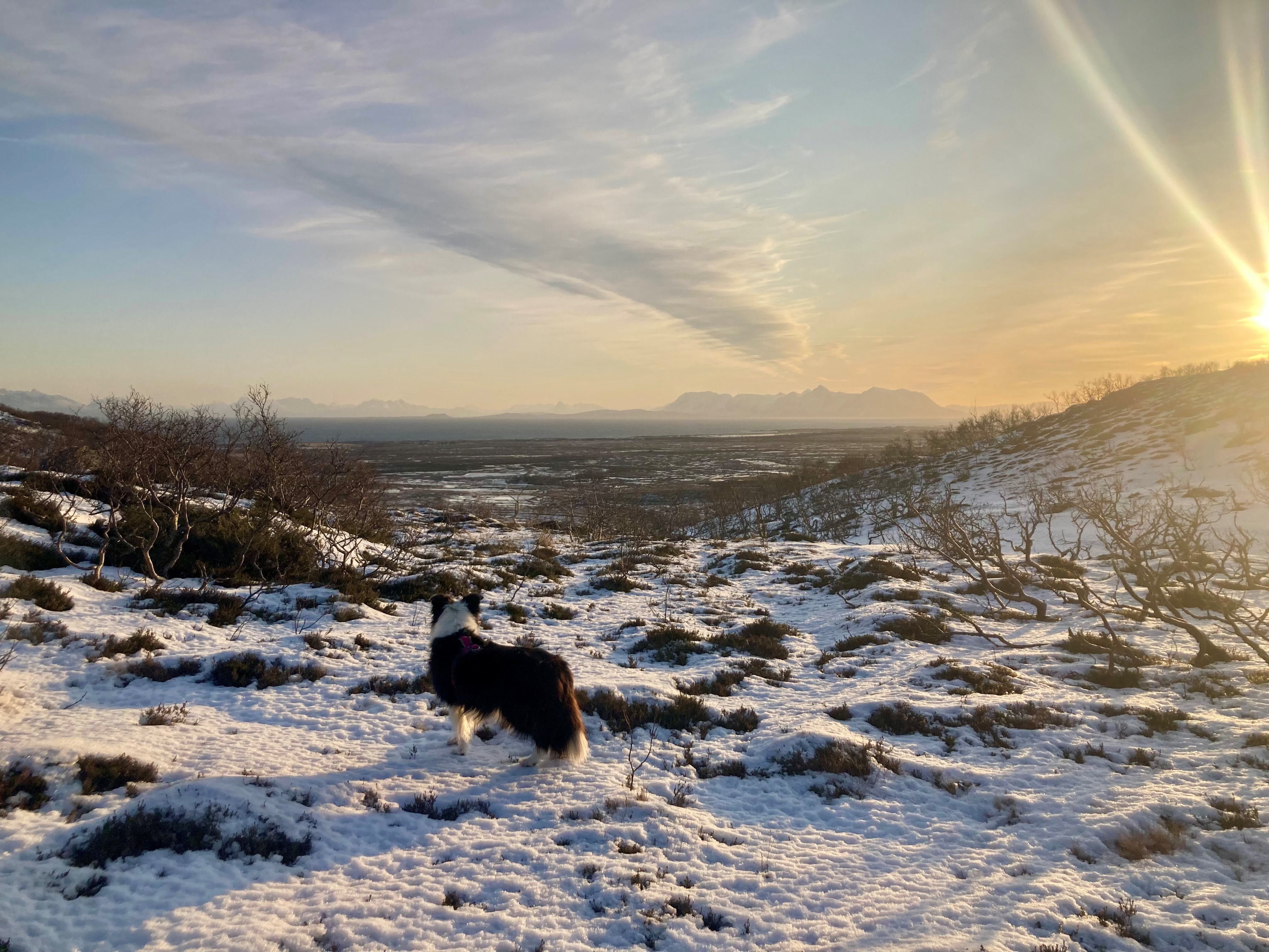 Marley met wandeling Nele.jpg