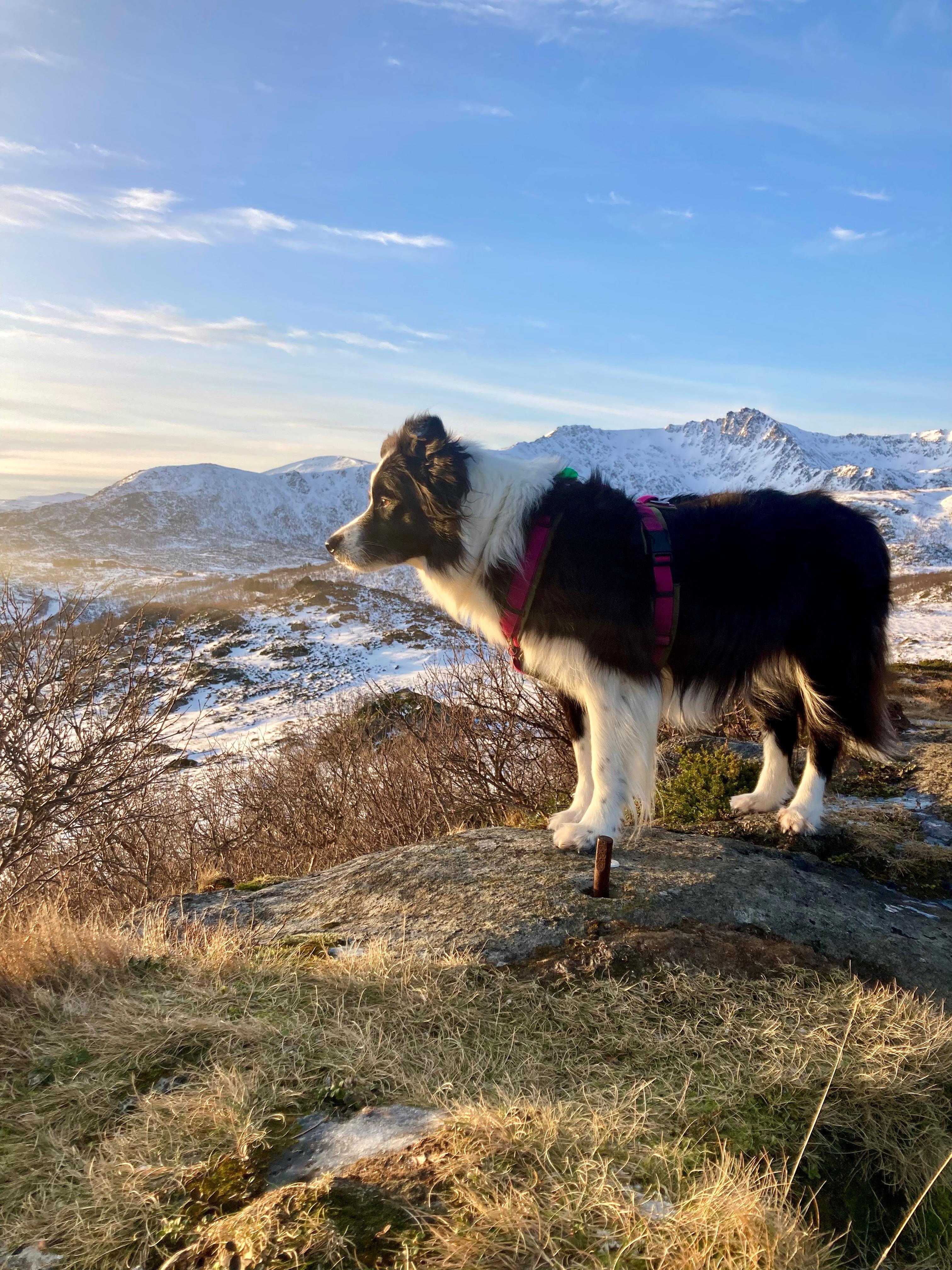 Marley op de berg.jpg