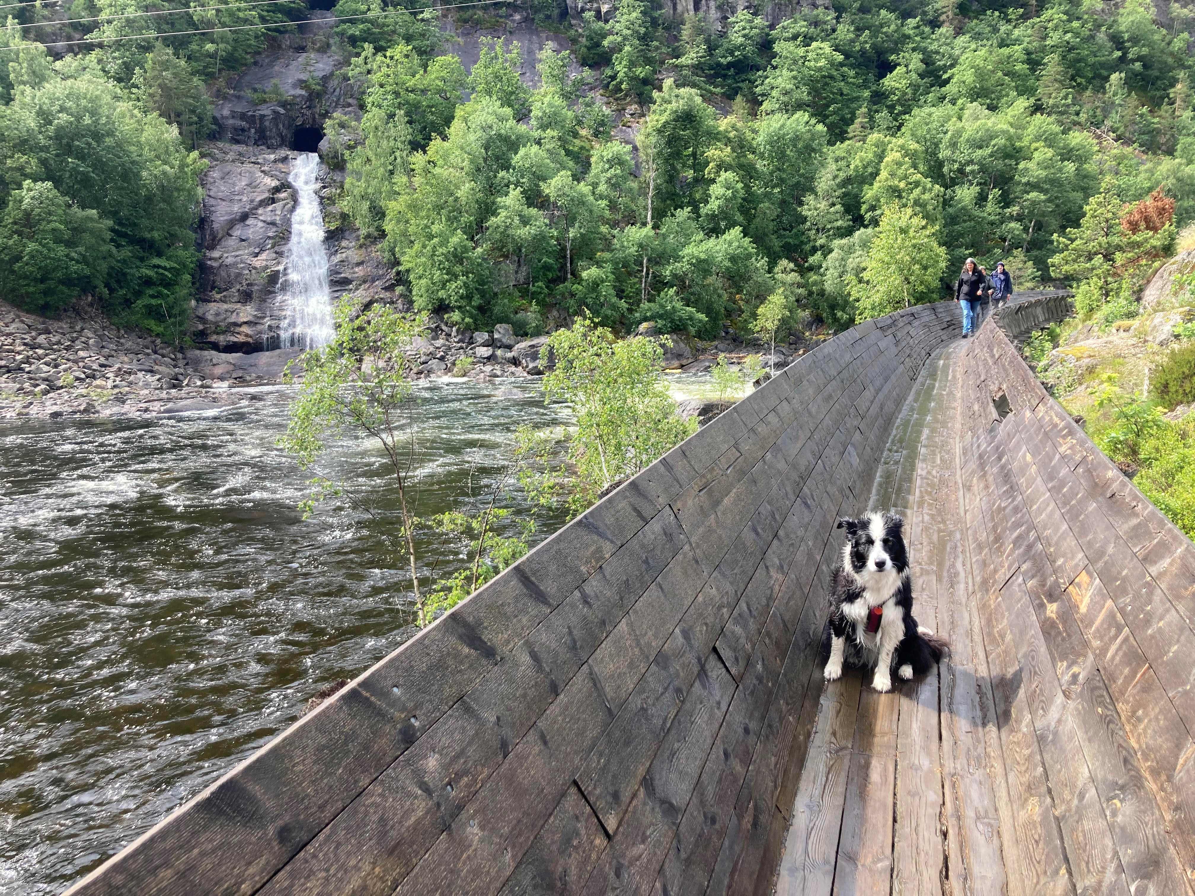 Marley op de houten wandeling.jpg