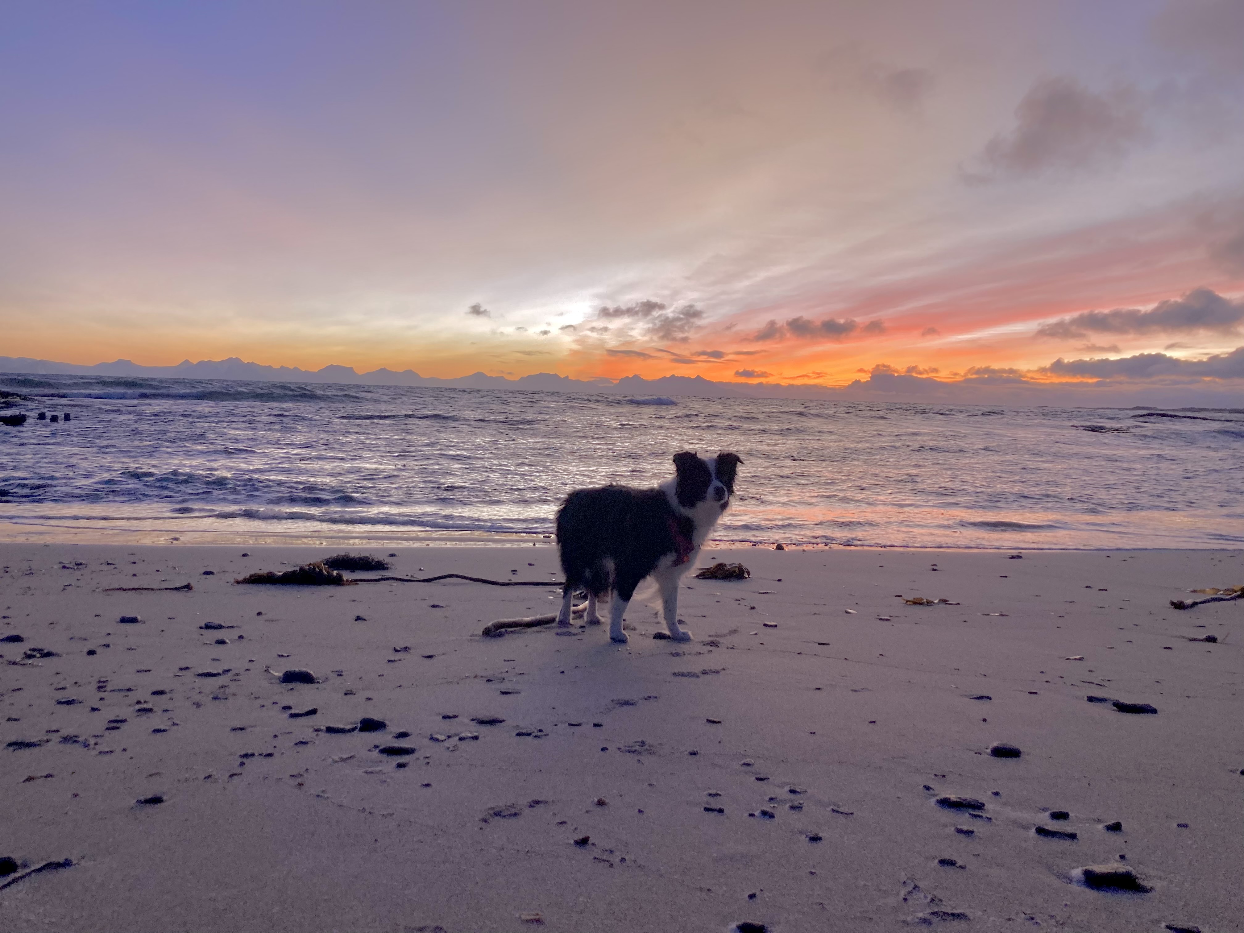 Marley op strand met zon.jpeg