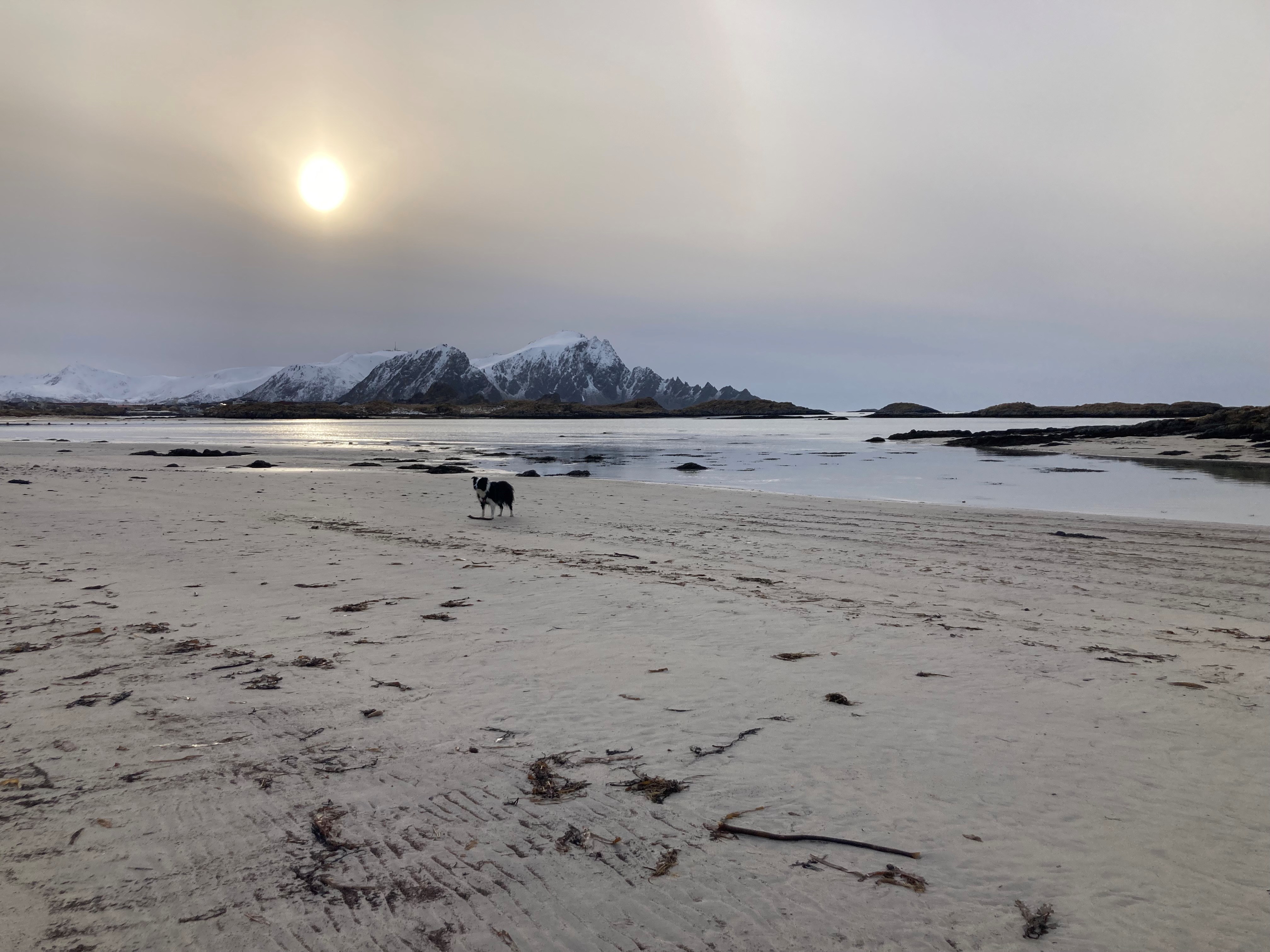 Marley op strand.jpg