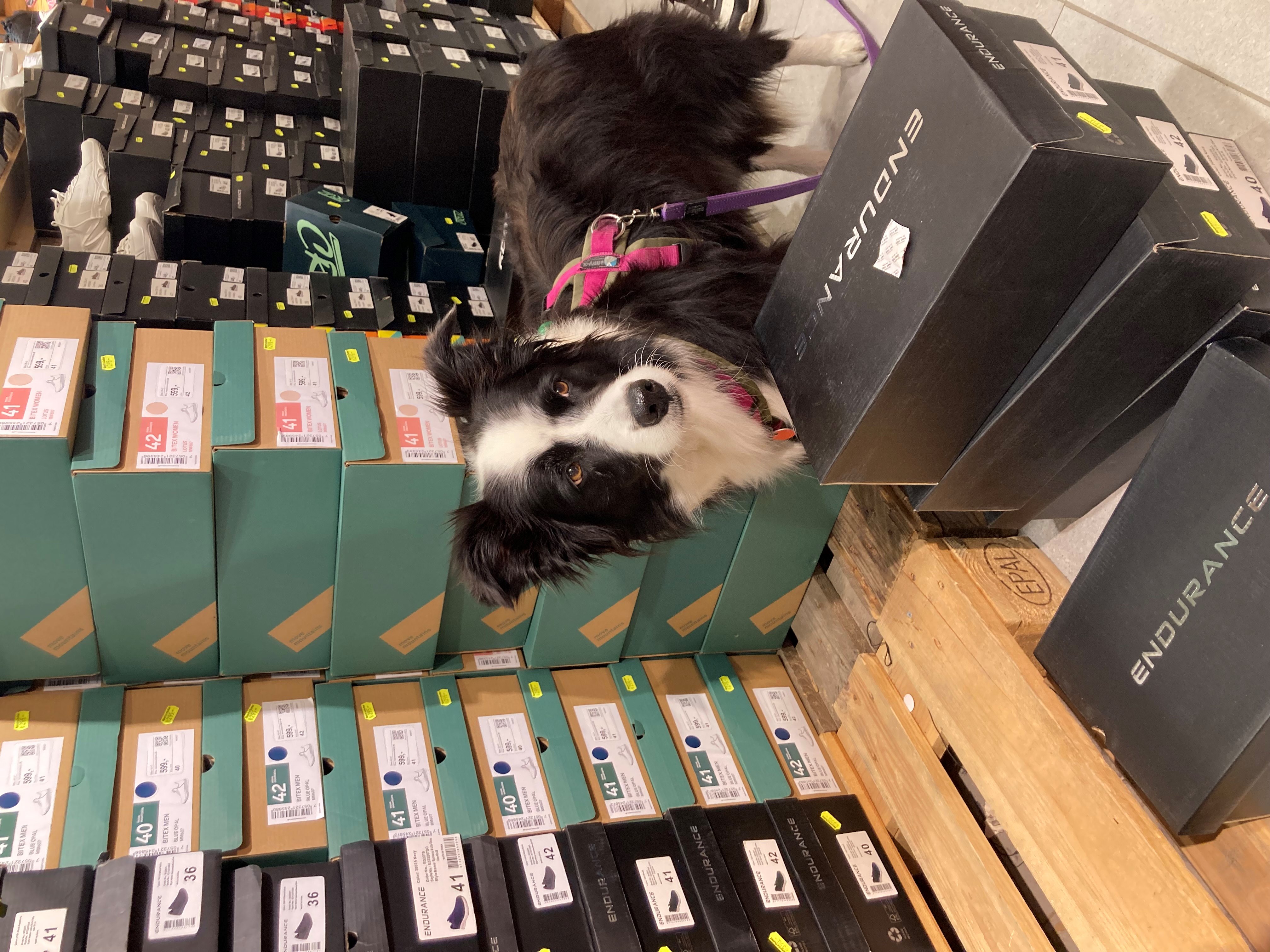 Marley shoppen.jpg