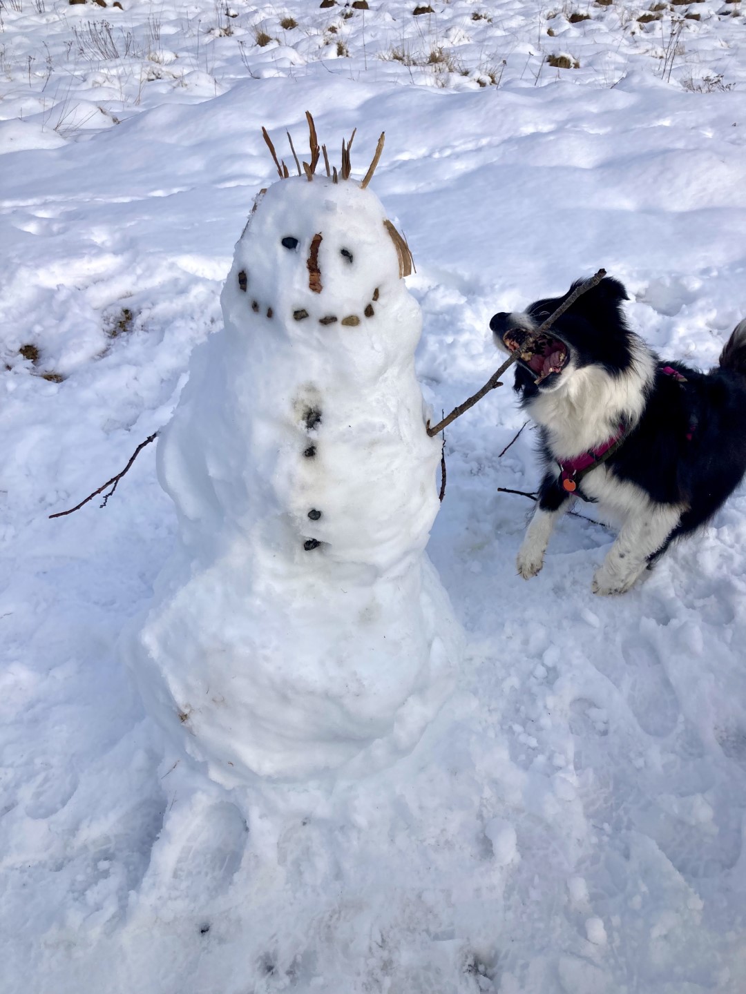 Marley vermoord sneeuwpop.jpeg
