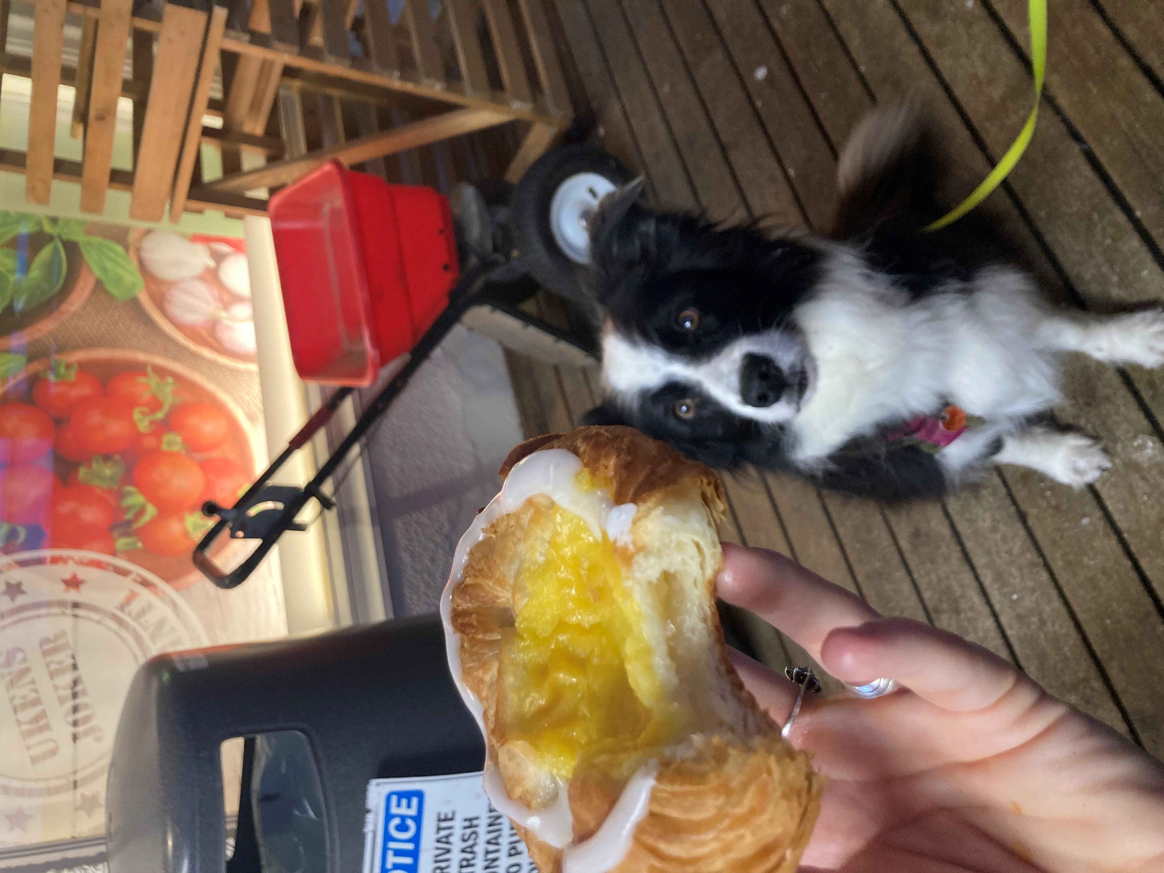 Marley wil ook zoete koek.jpg
