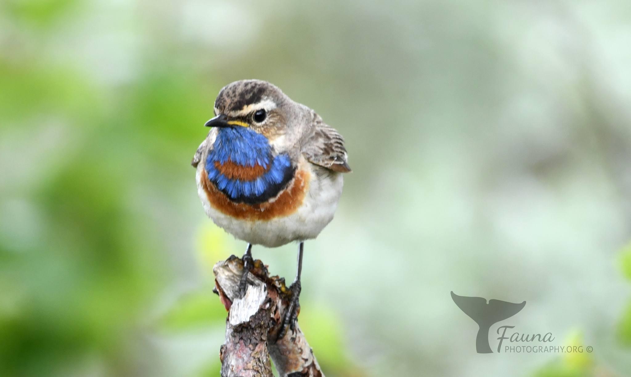 blauwborst.jpg