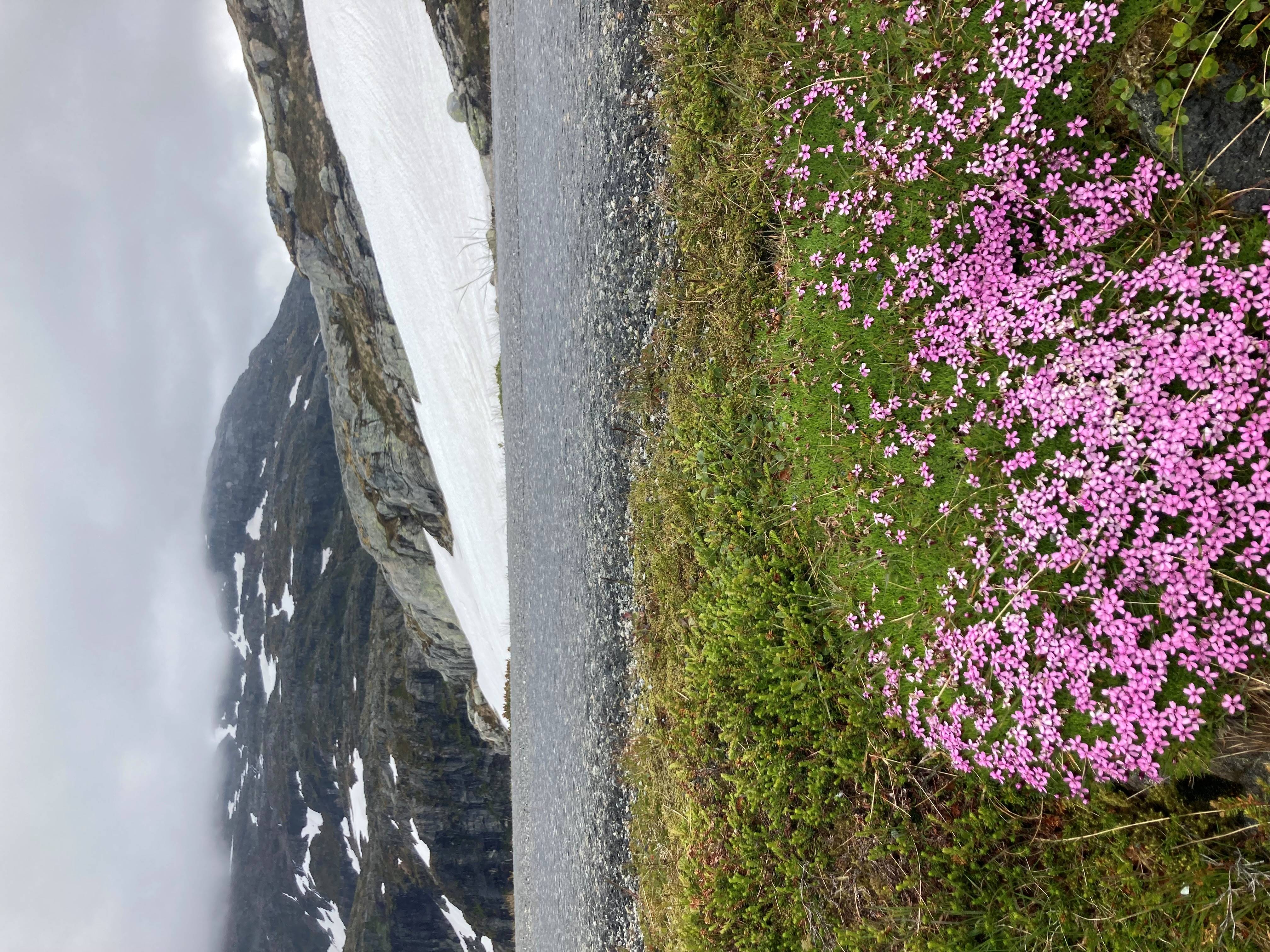 bloemetjes in de sneeuw.jpg