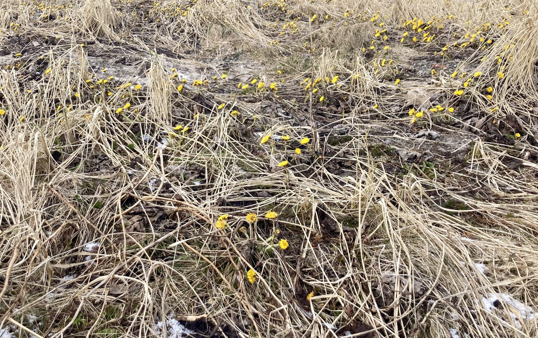 bloemetjes.jpeg