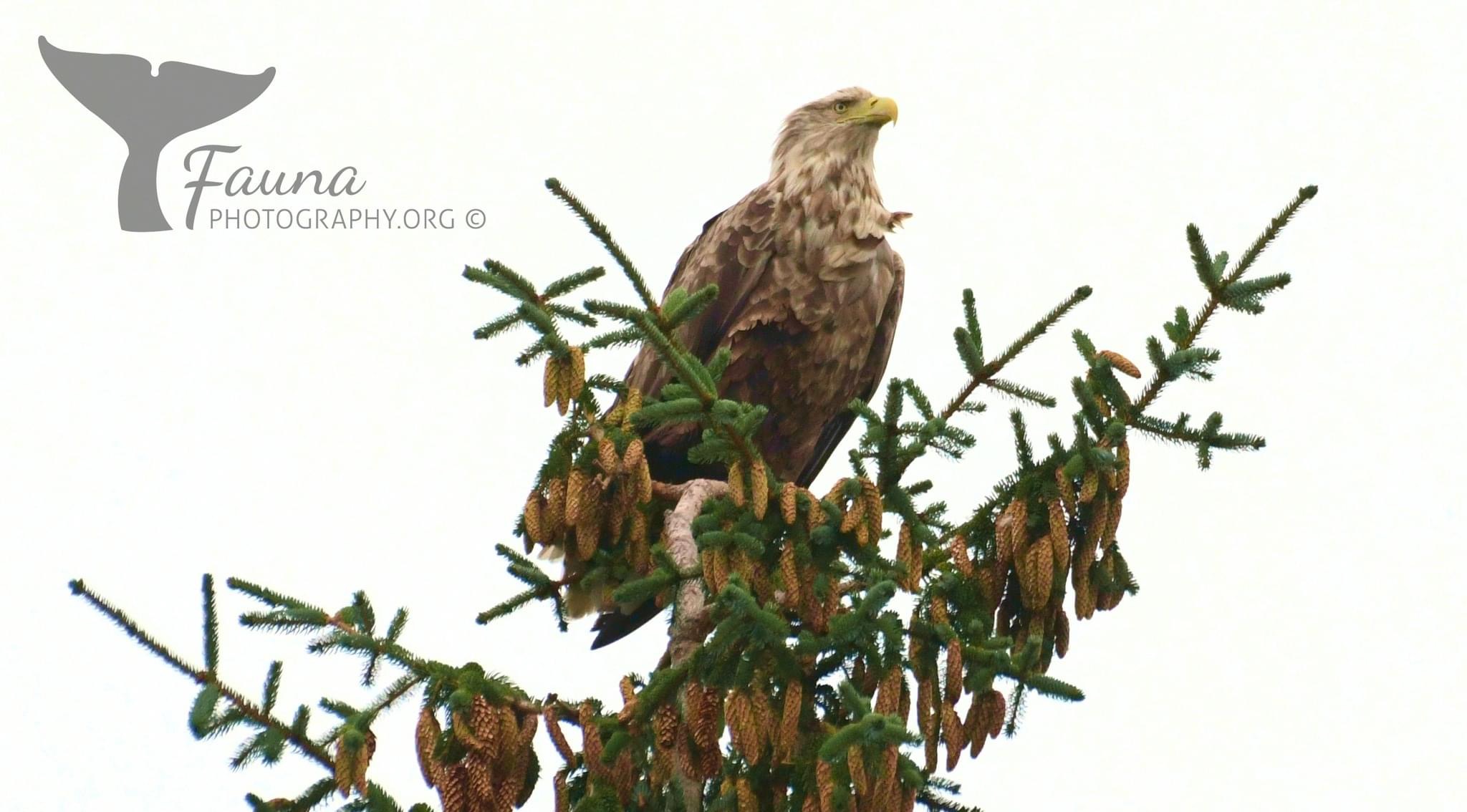 eagle.jpg