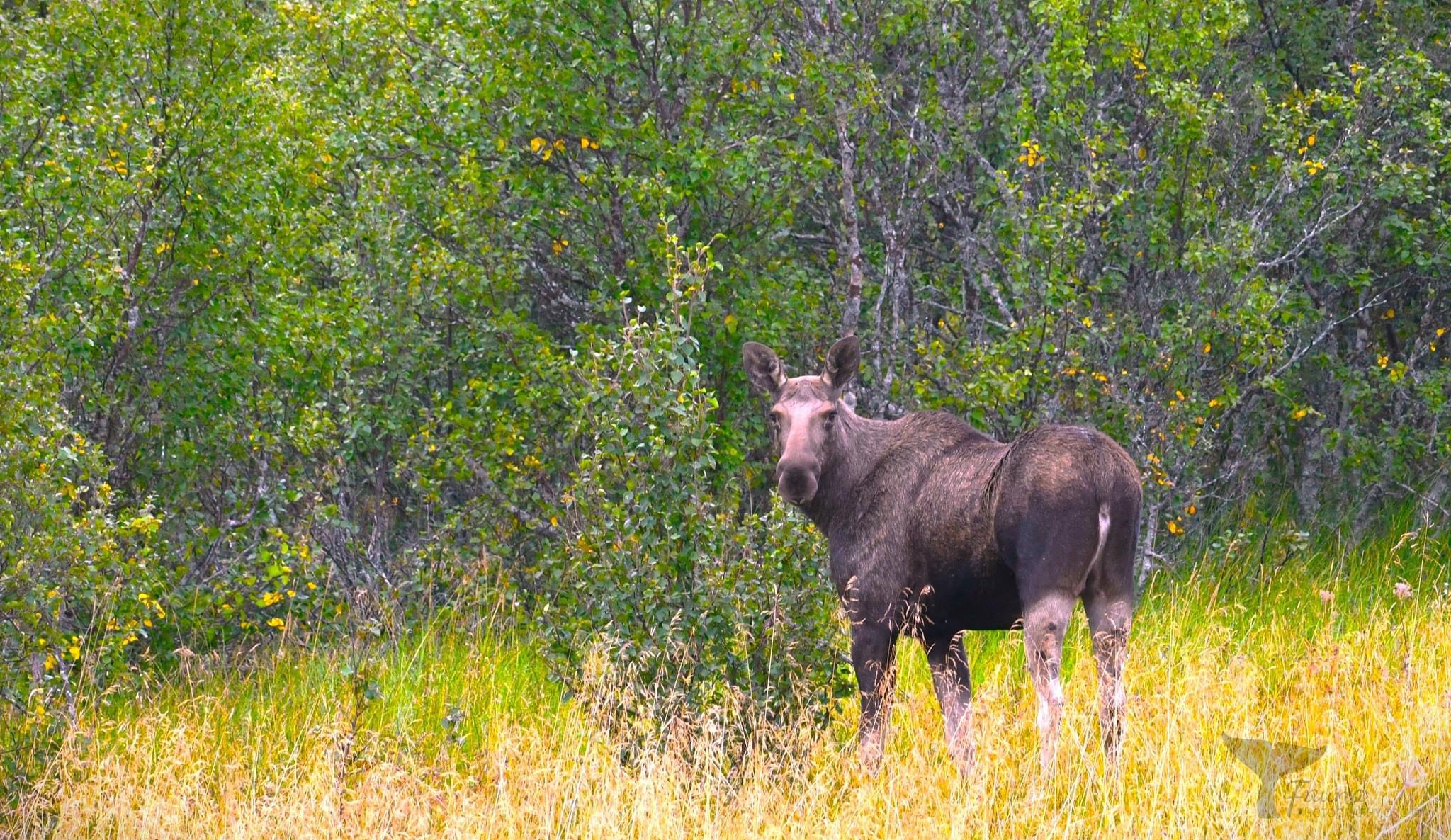 eland.jpg