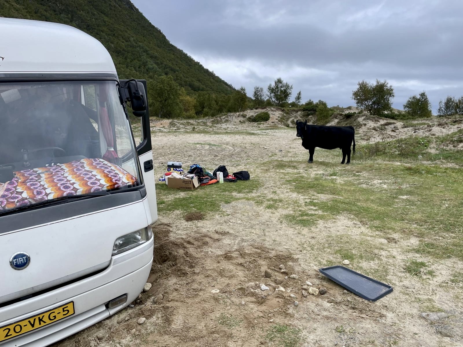 koe bij de camper.jpg