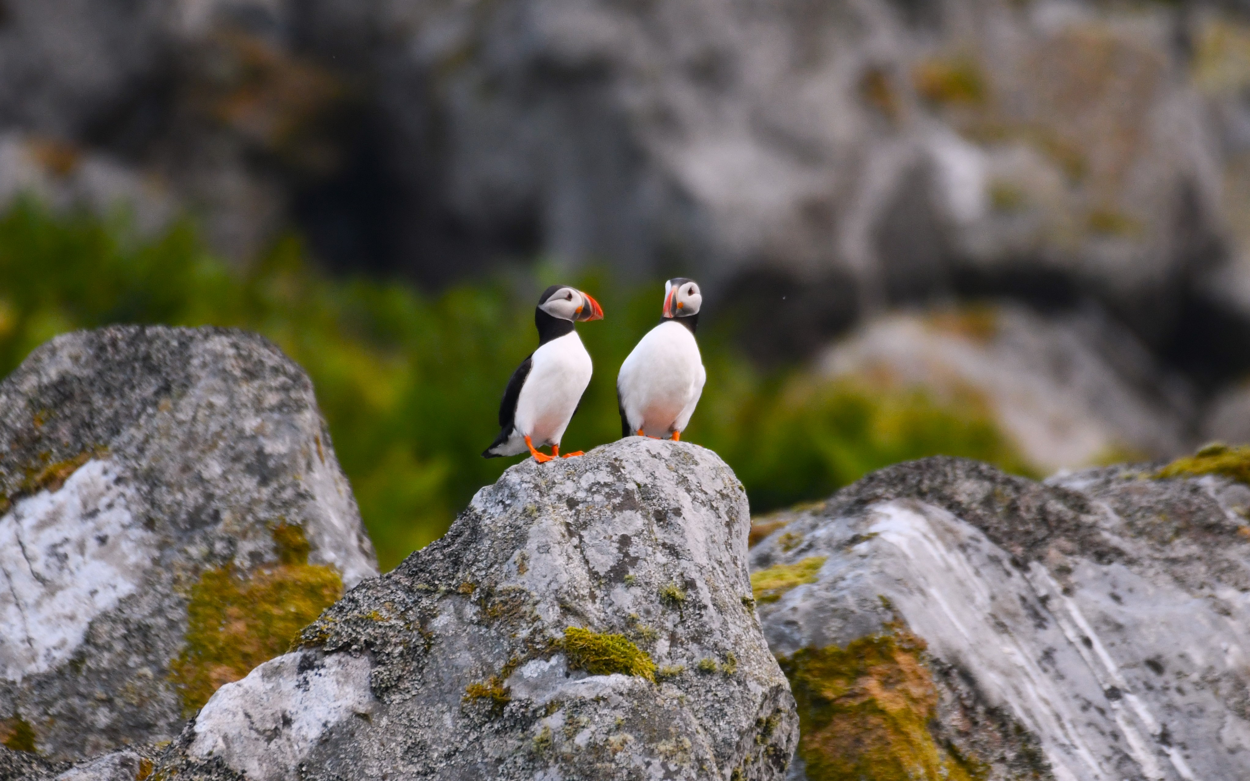 kopie 2 puffins.jpg