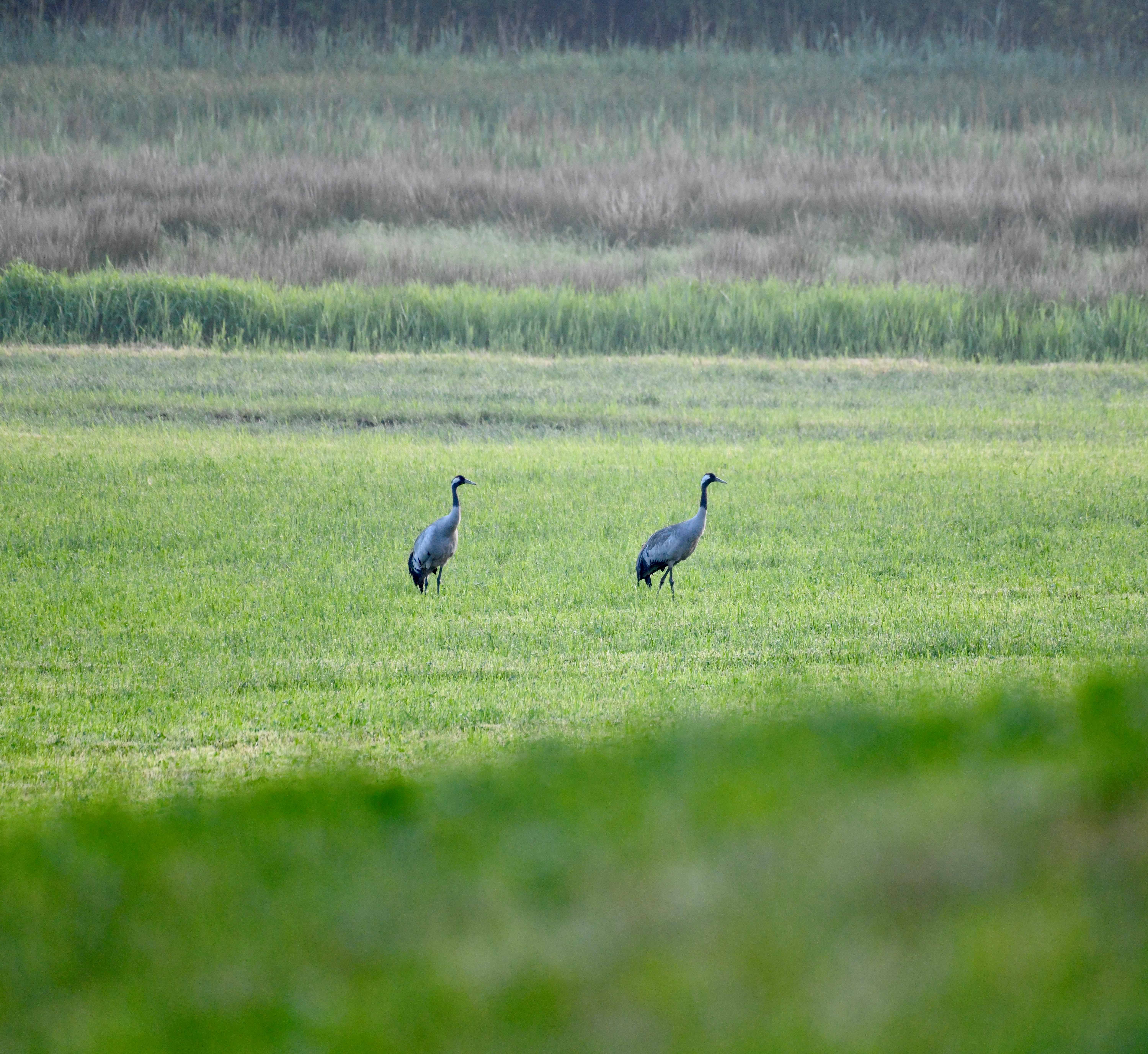 kraanvogels.jpg