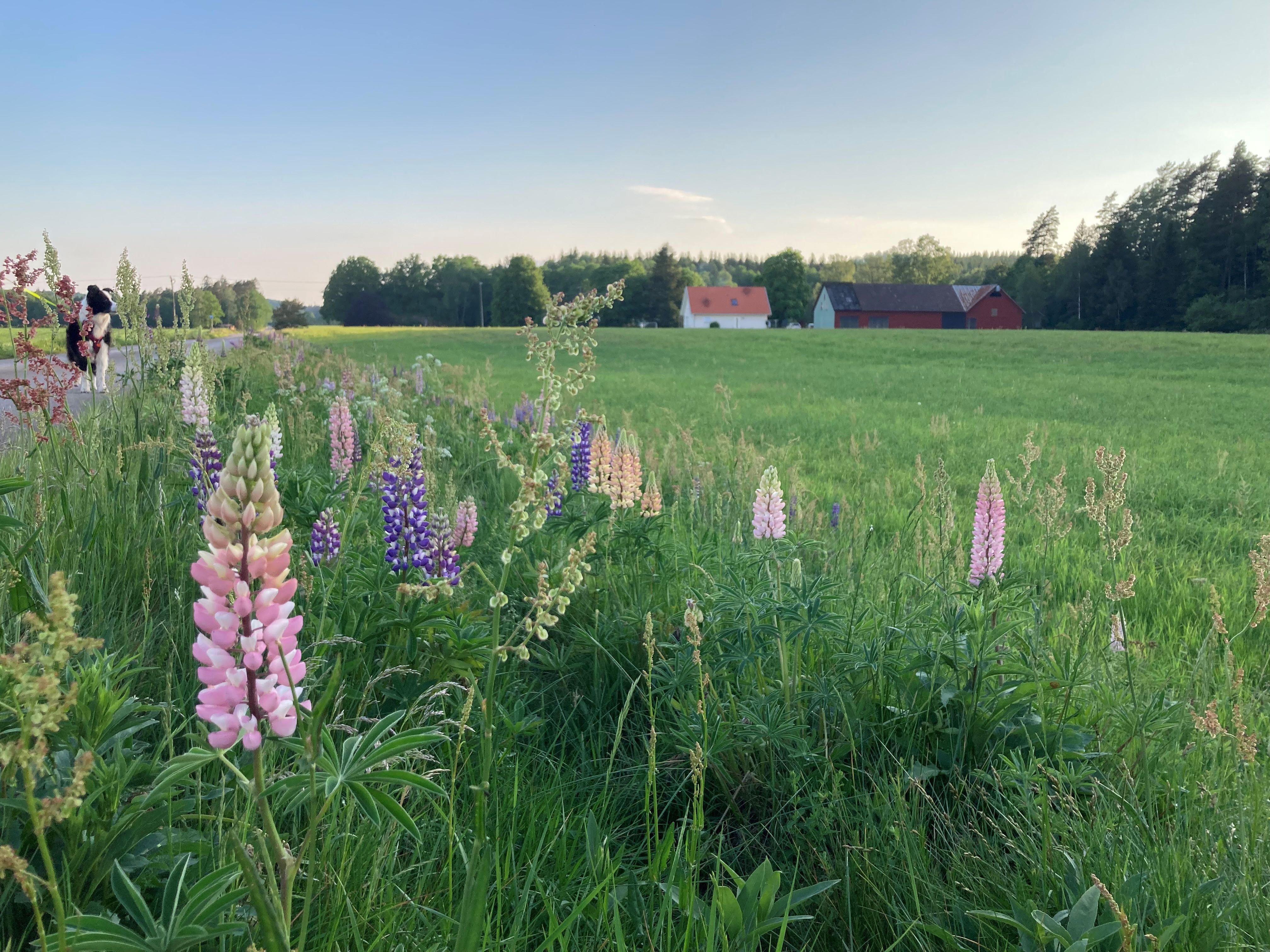 lupine.jpg