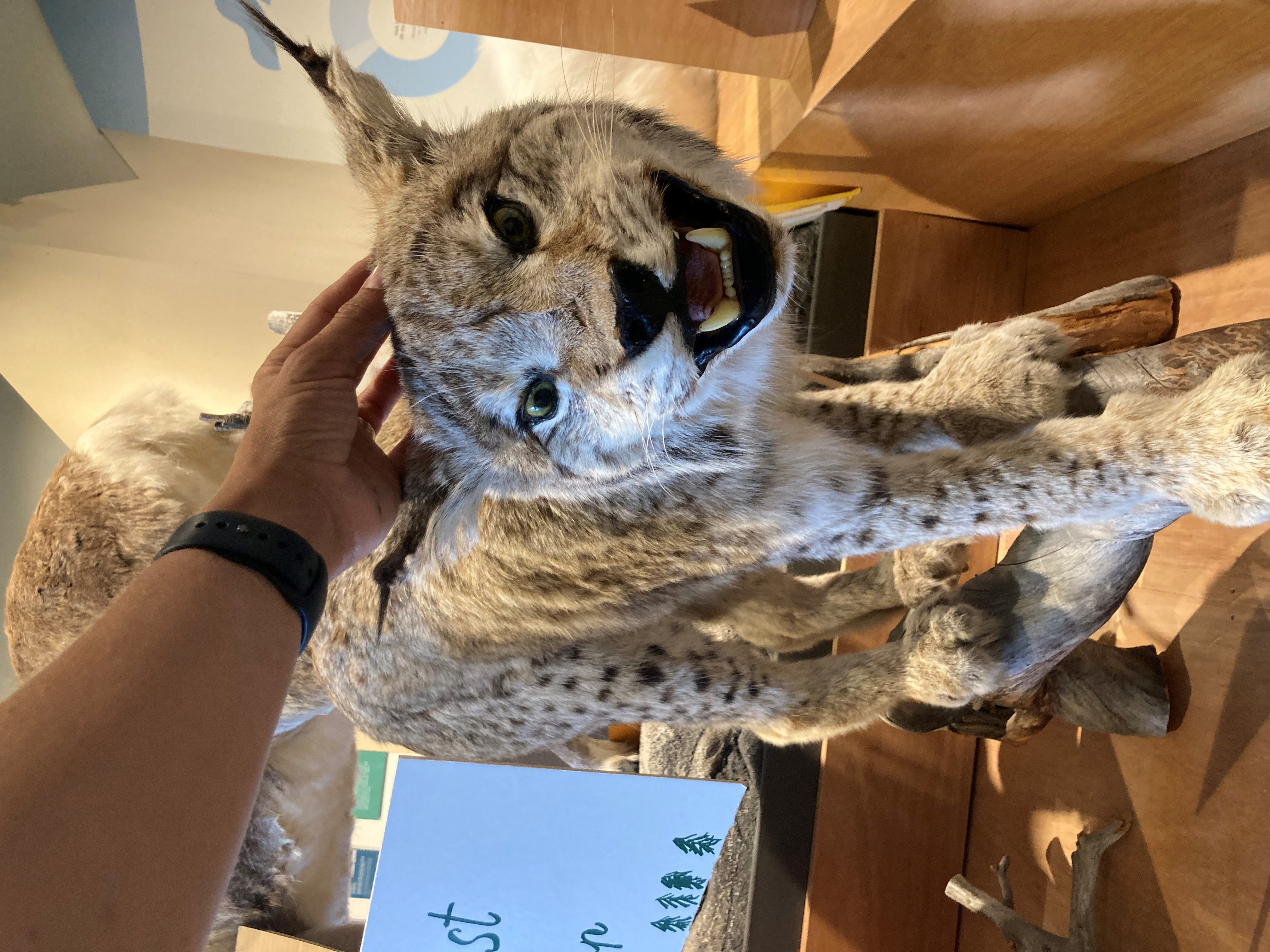 lynx.jpg