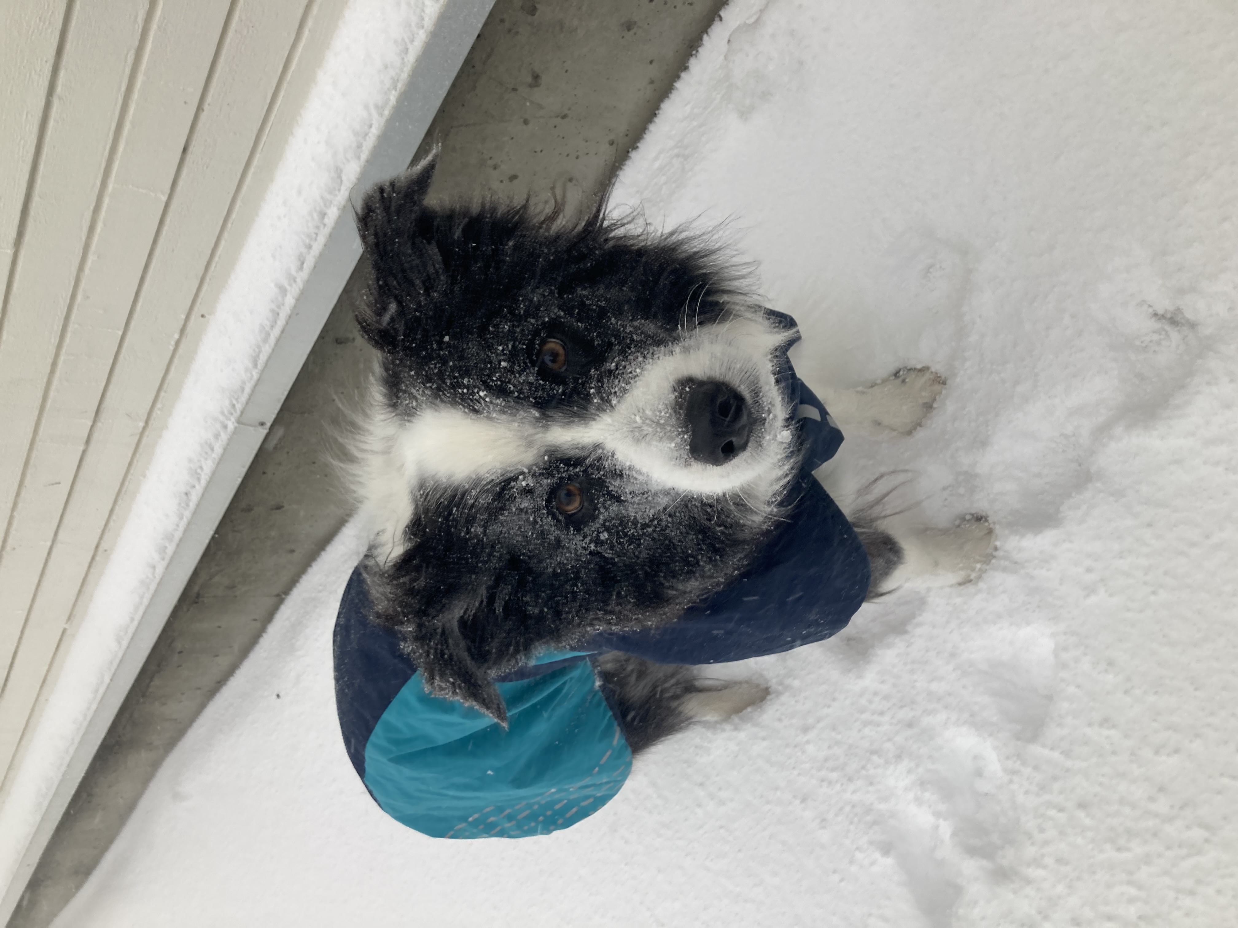 marley onder de sneeuw.jpeg