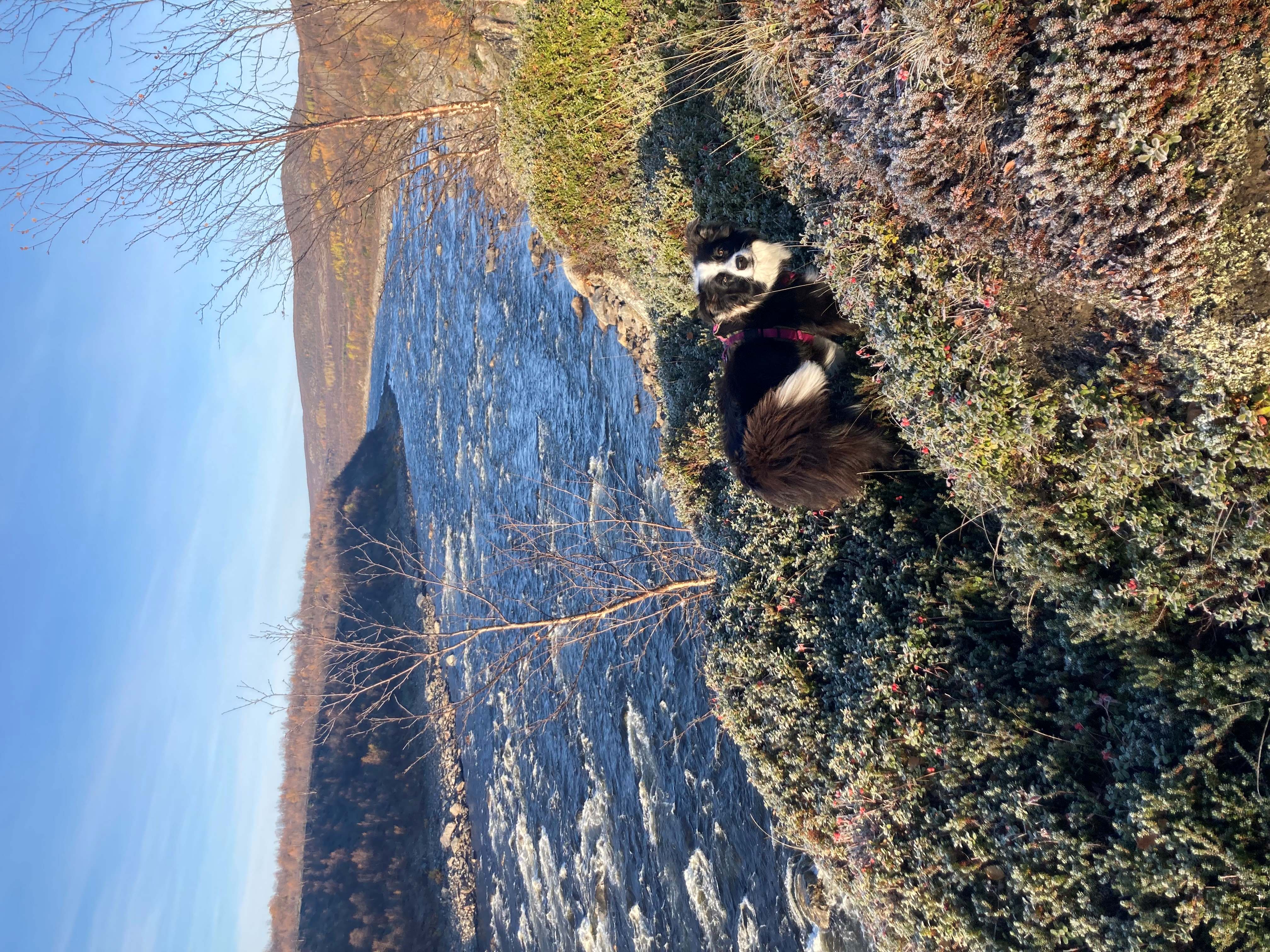 naast rivier Finland.jpg
