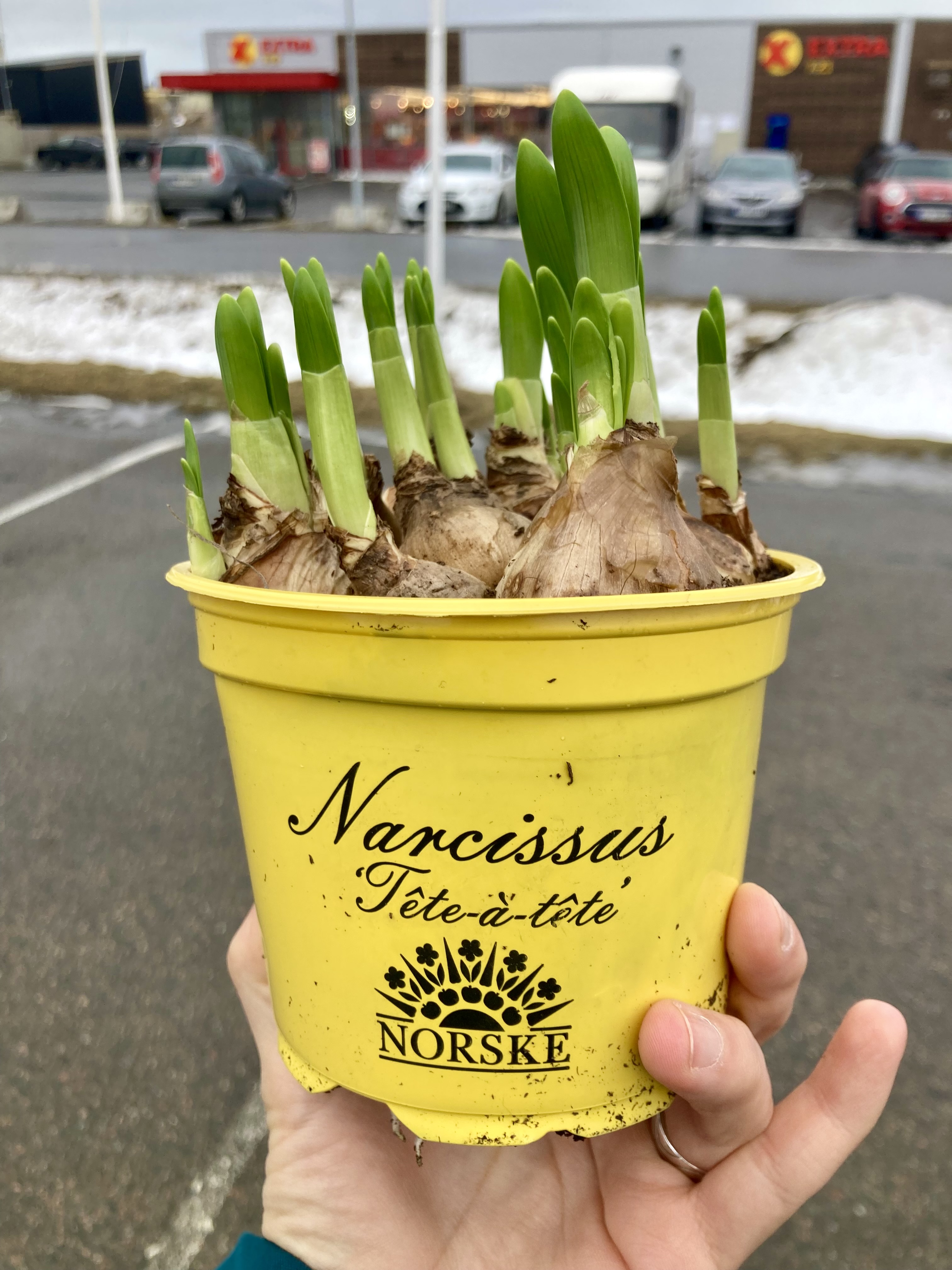narcissen in potje 1.jpeg