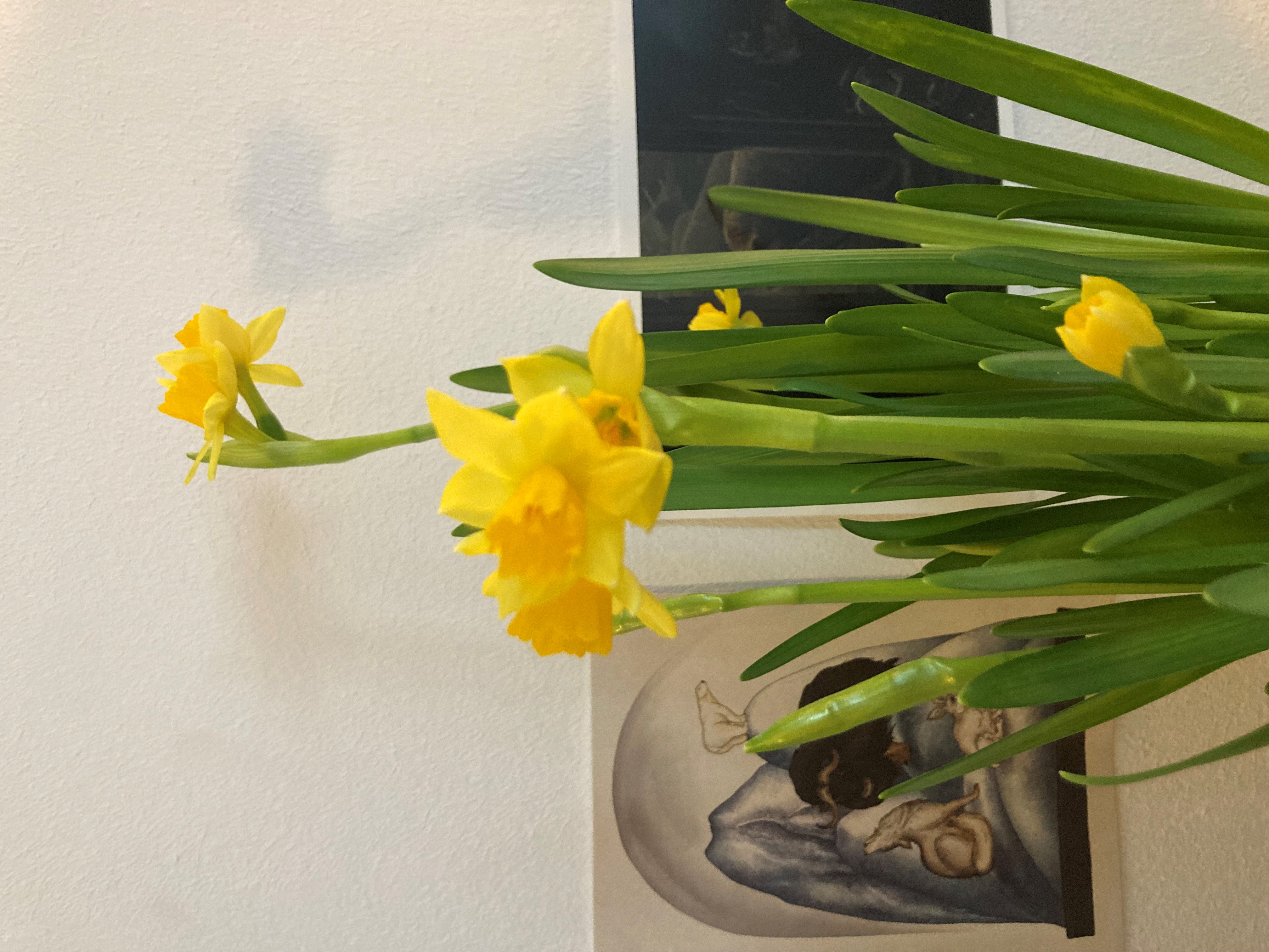 narcissen.jpg