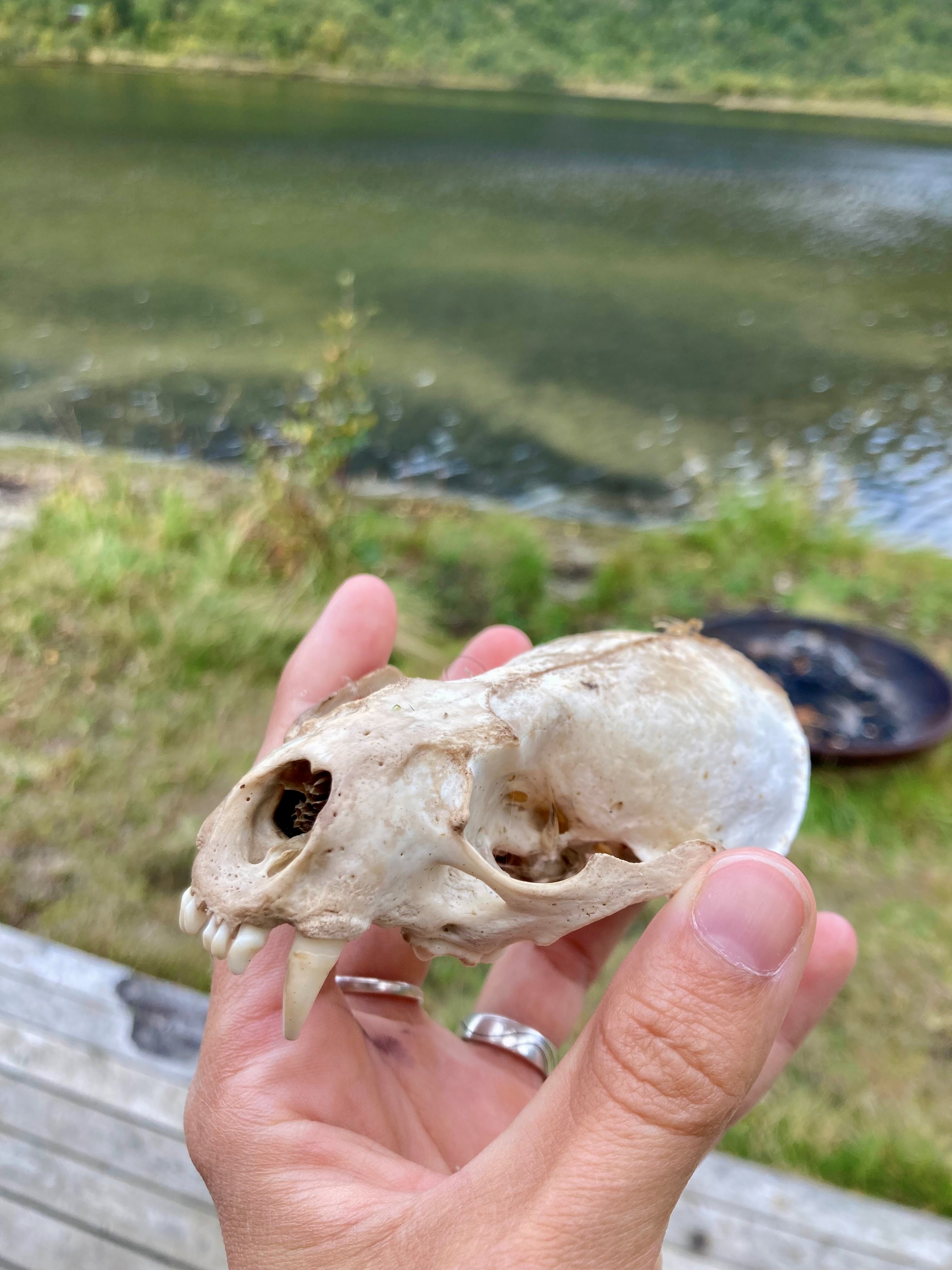otter schedel.jpg