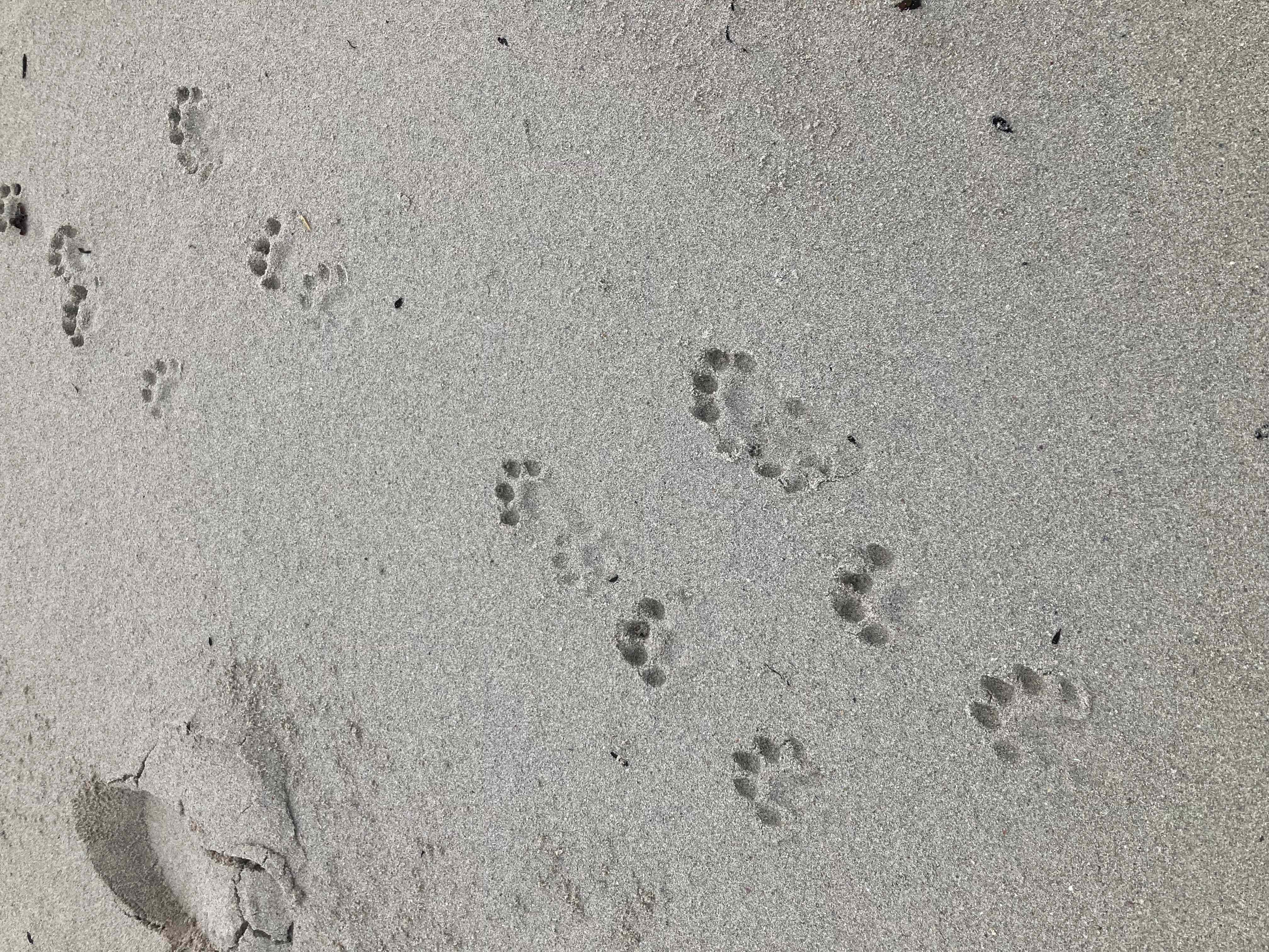otter sporen.jpg