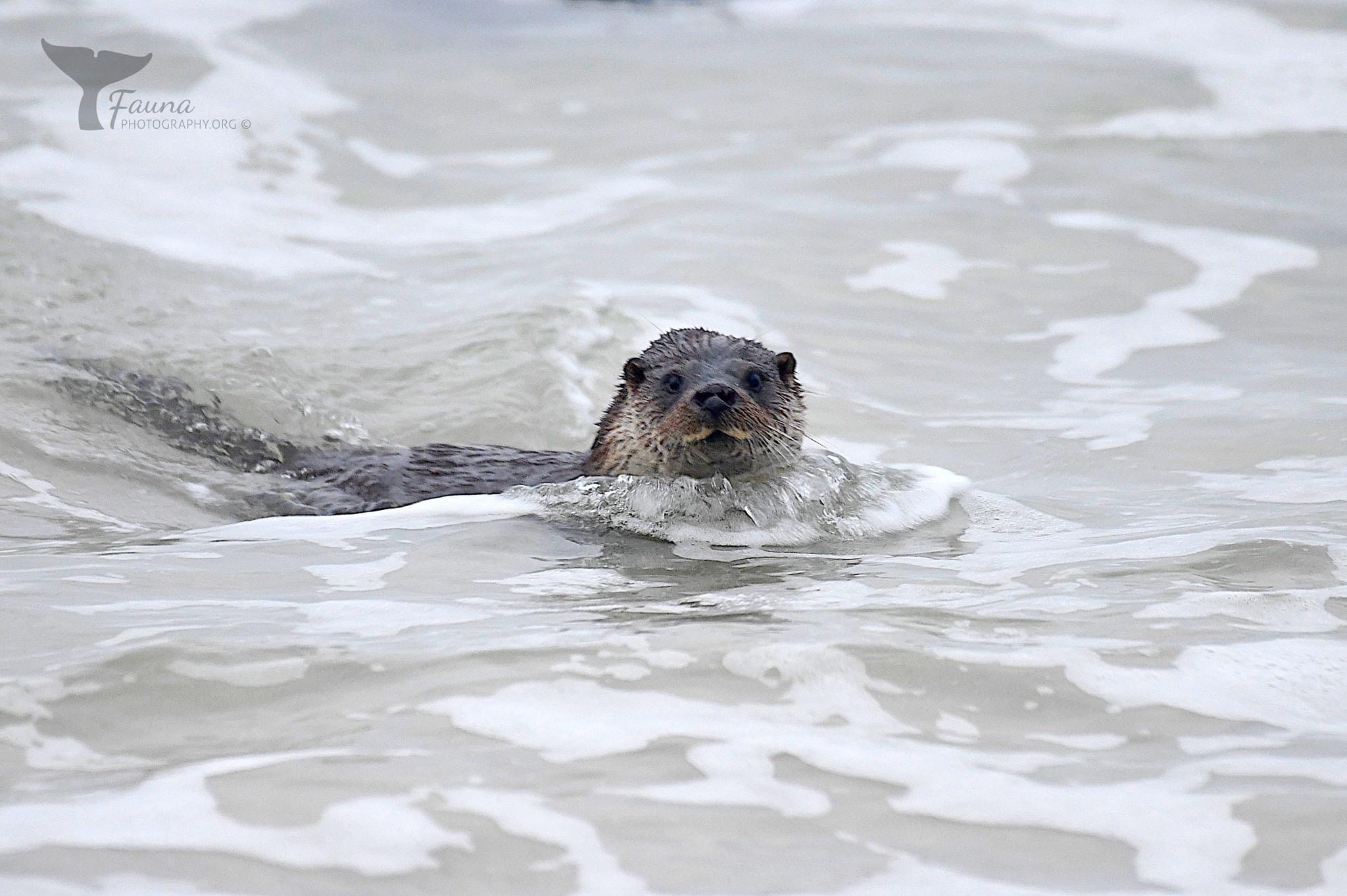 otter.jpeg