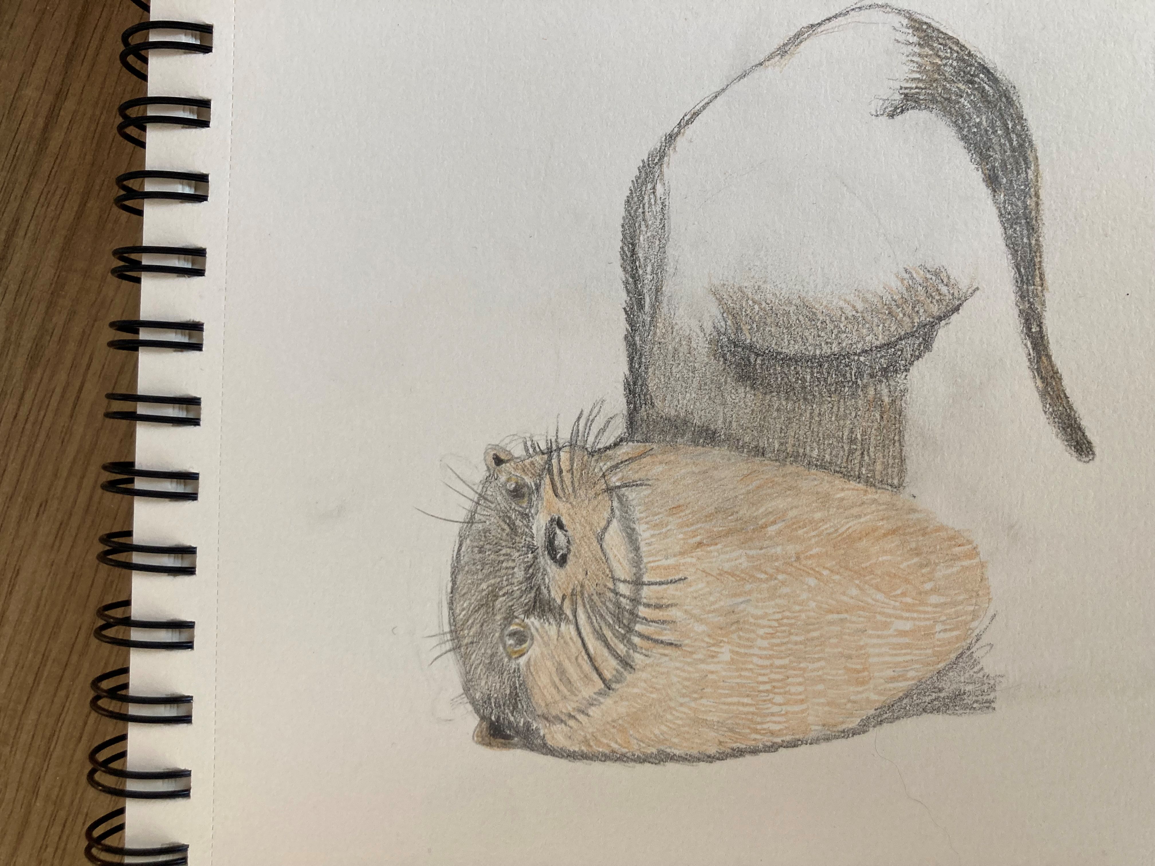 otter.jpg