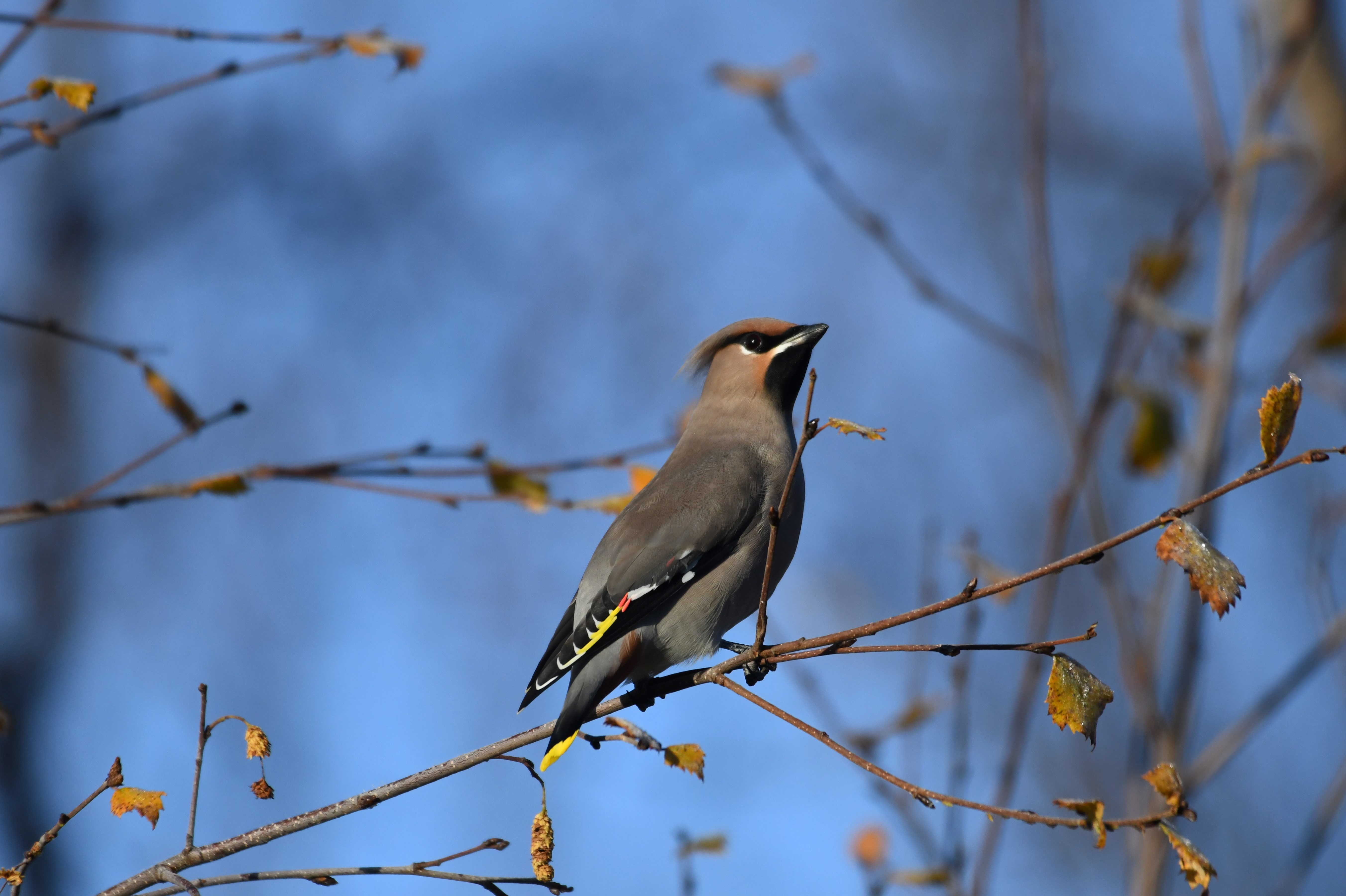 pestvogel.jpg