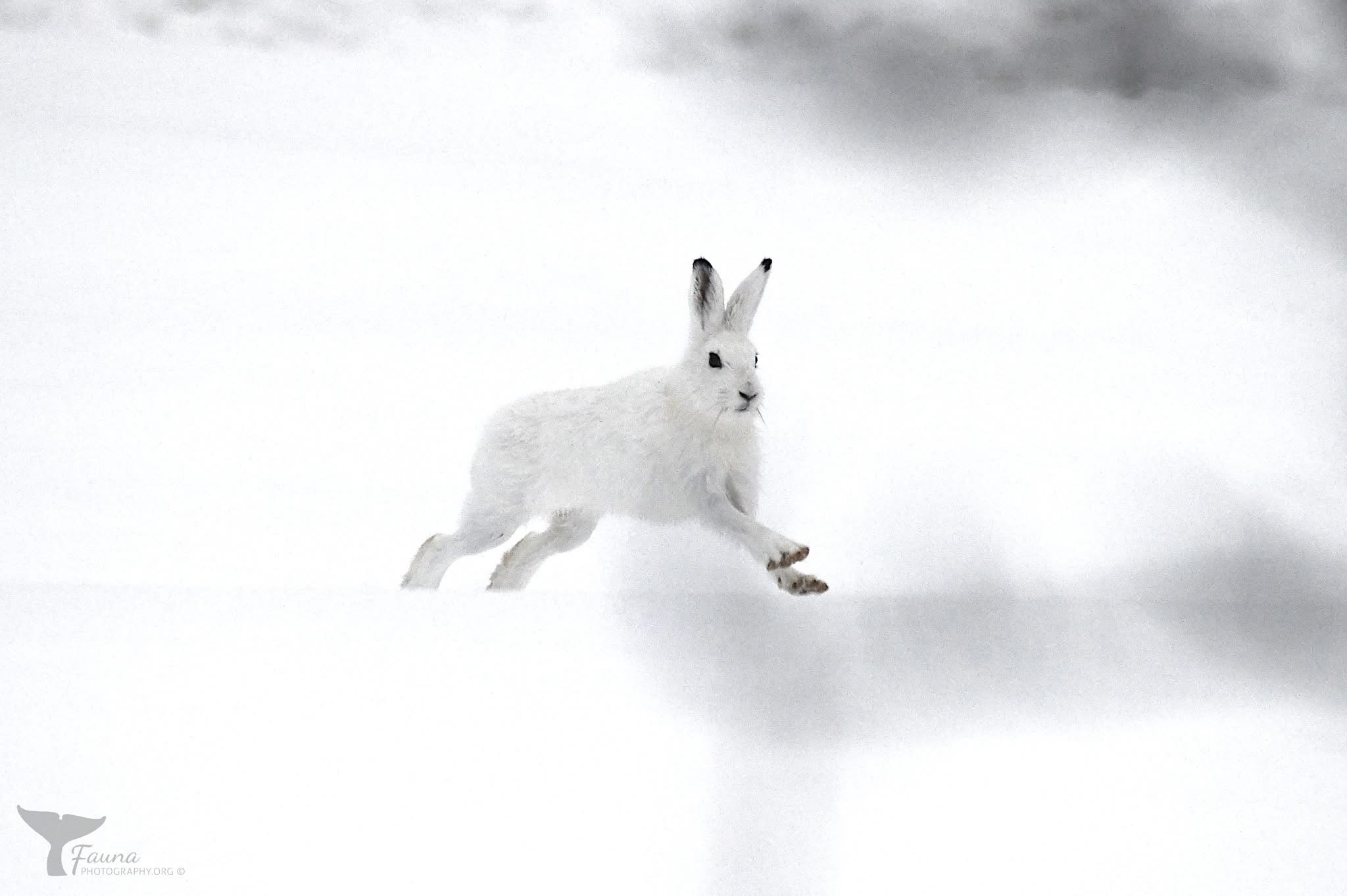sneeuwhaas.jpeg
