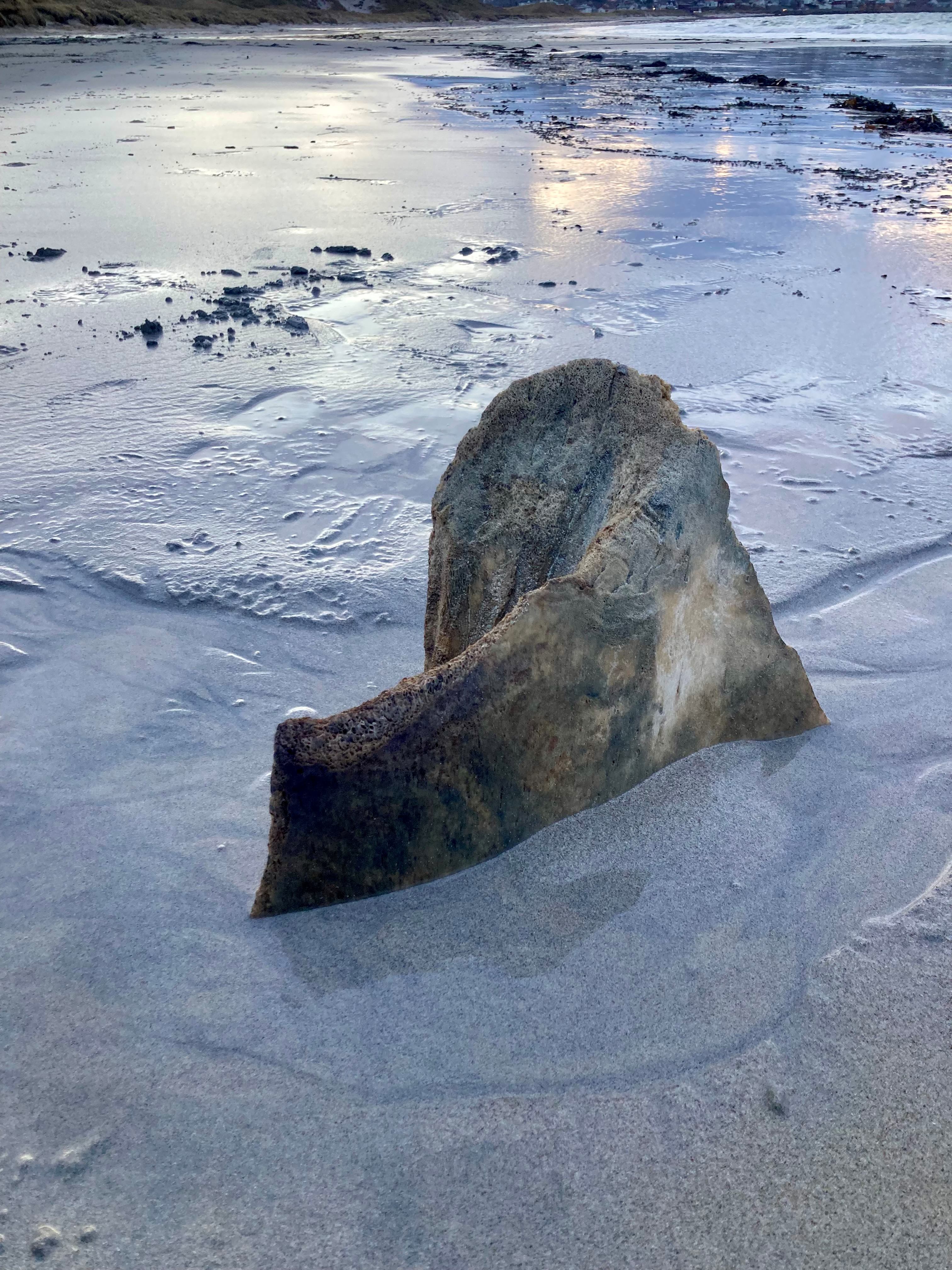 vinvis bot op strand.jpg