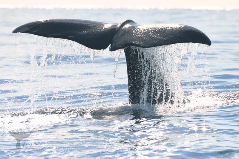 walvis staart.jpg